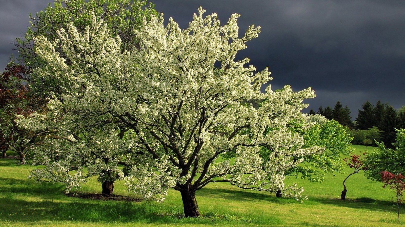 hd image of nature for pc plant tree growth beauty in 2k
