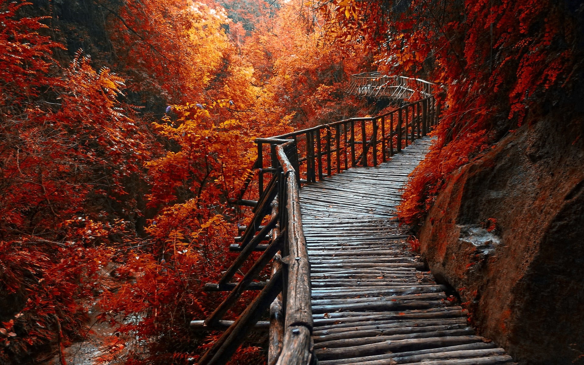 landscape photography of wooden bridge covered in orange leafed trees 2k