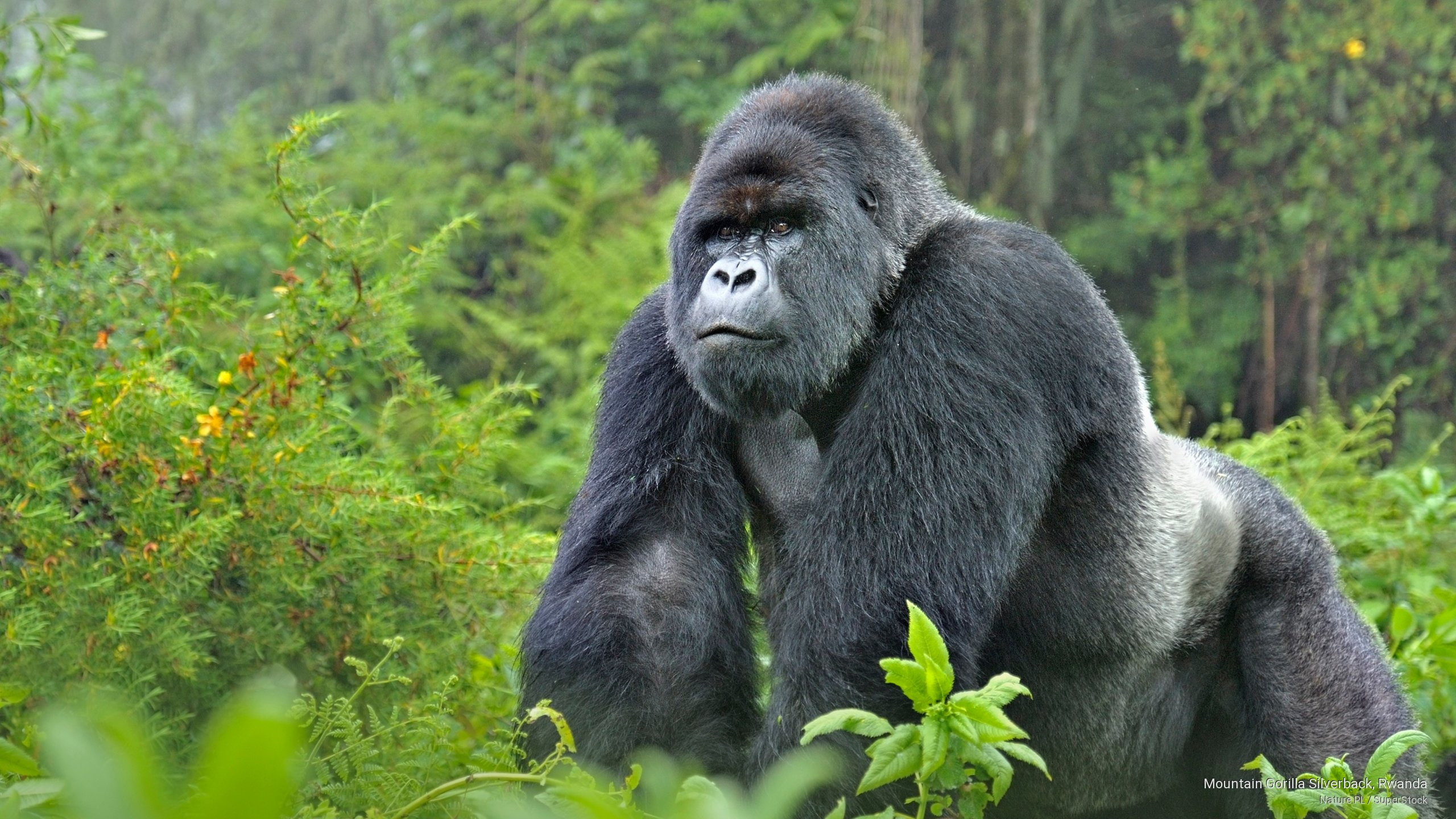 Mountain Gorilla Silverback Rwanda Animals 2k