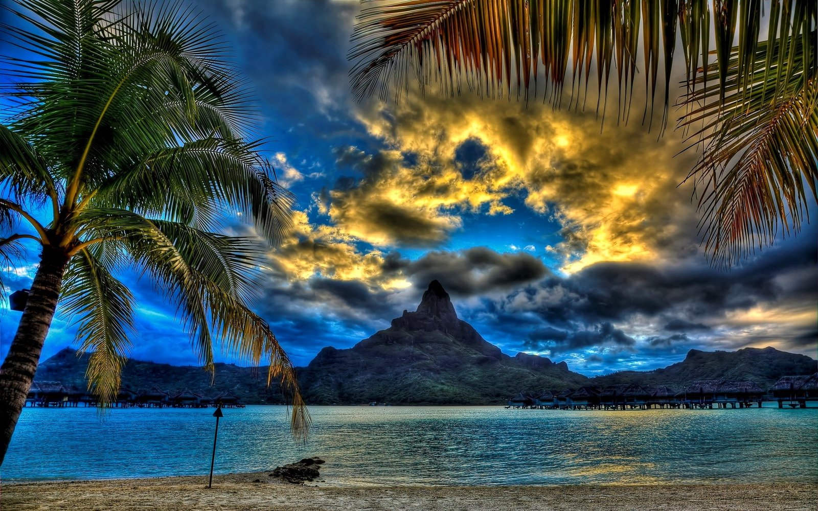 nature photos backgrounds beauty in palm tree 2k