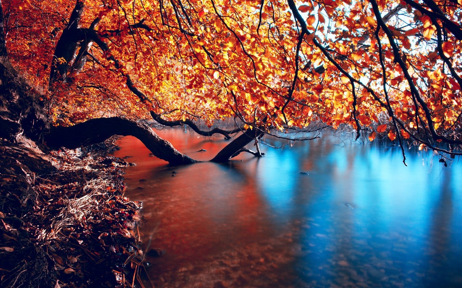 orange leaf tree wallpaper body of water and 2k
