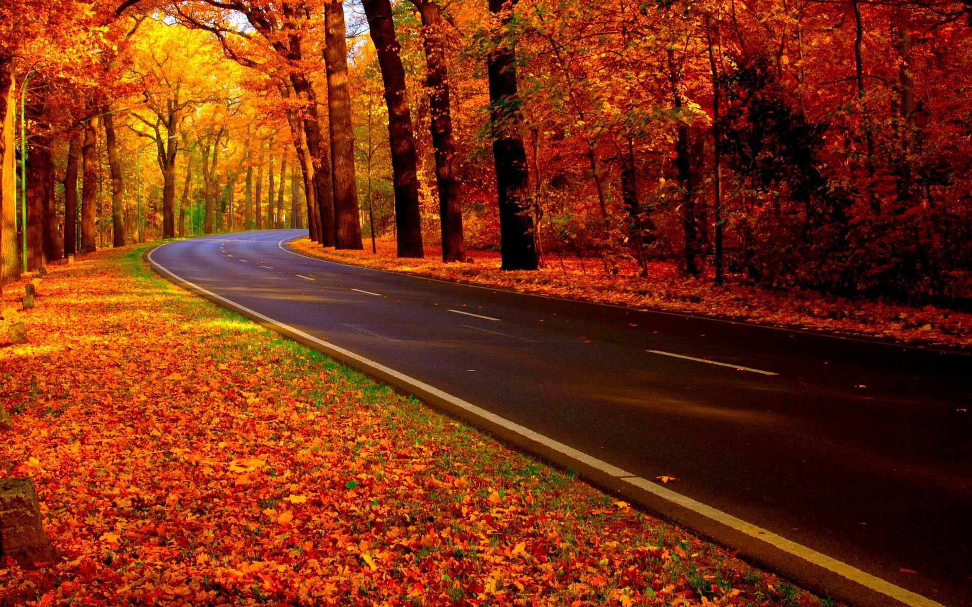 road between trees concrete during autumn fall forest 2k