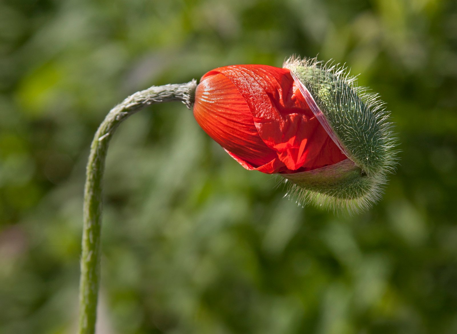 selective focus photography of red petaled flower orange nature 2k