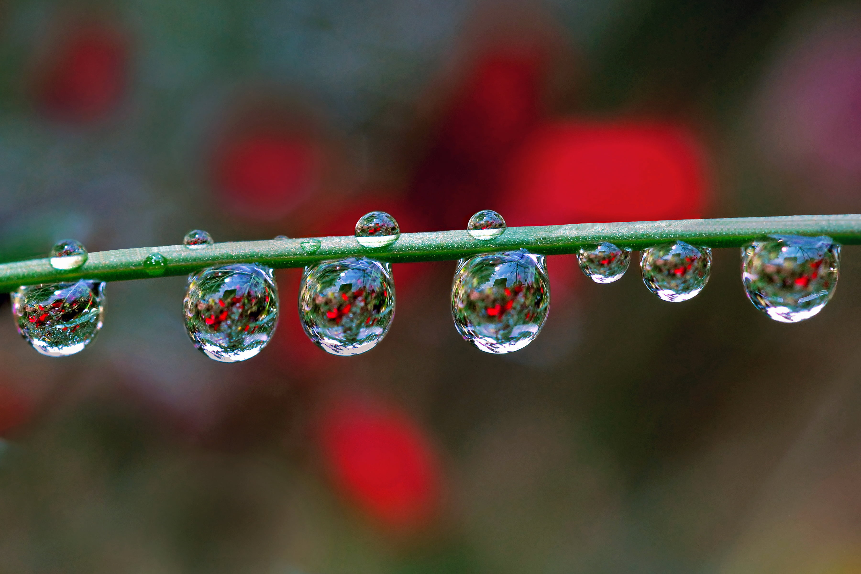 selective focus photography of water dew macro refraction nature 2k 4k