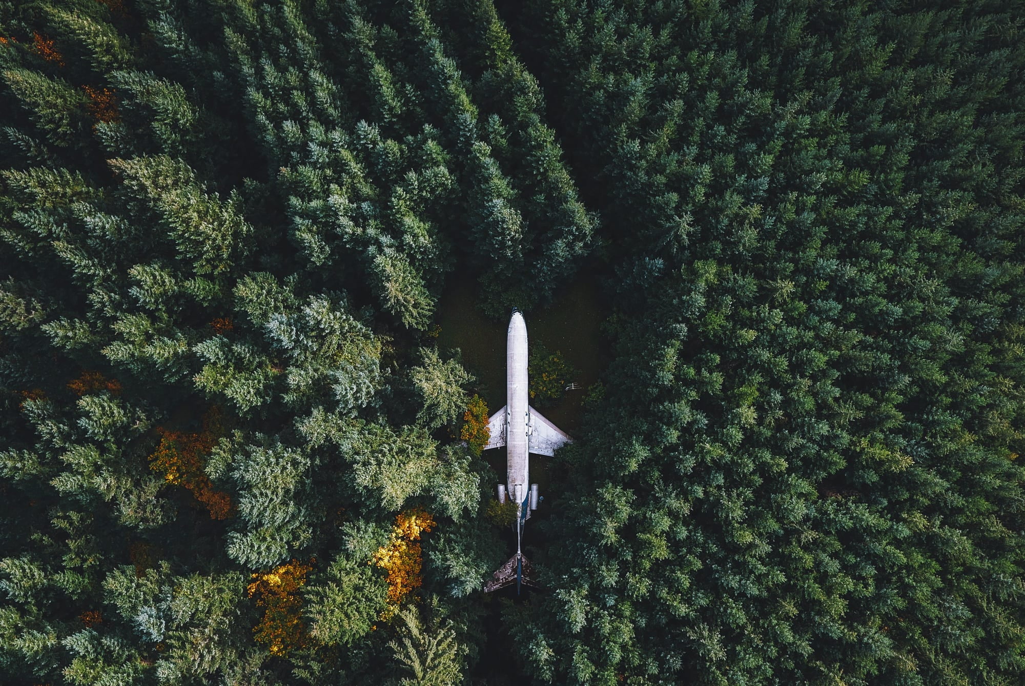 white plane nature landscape airplane wreck forest trees 2k