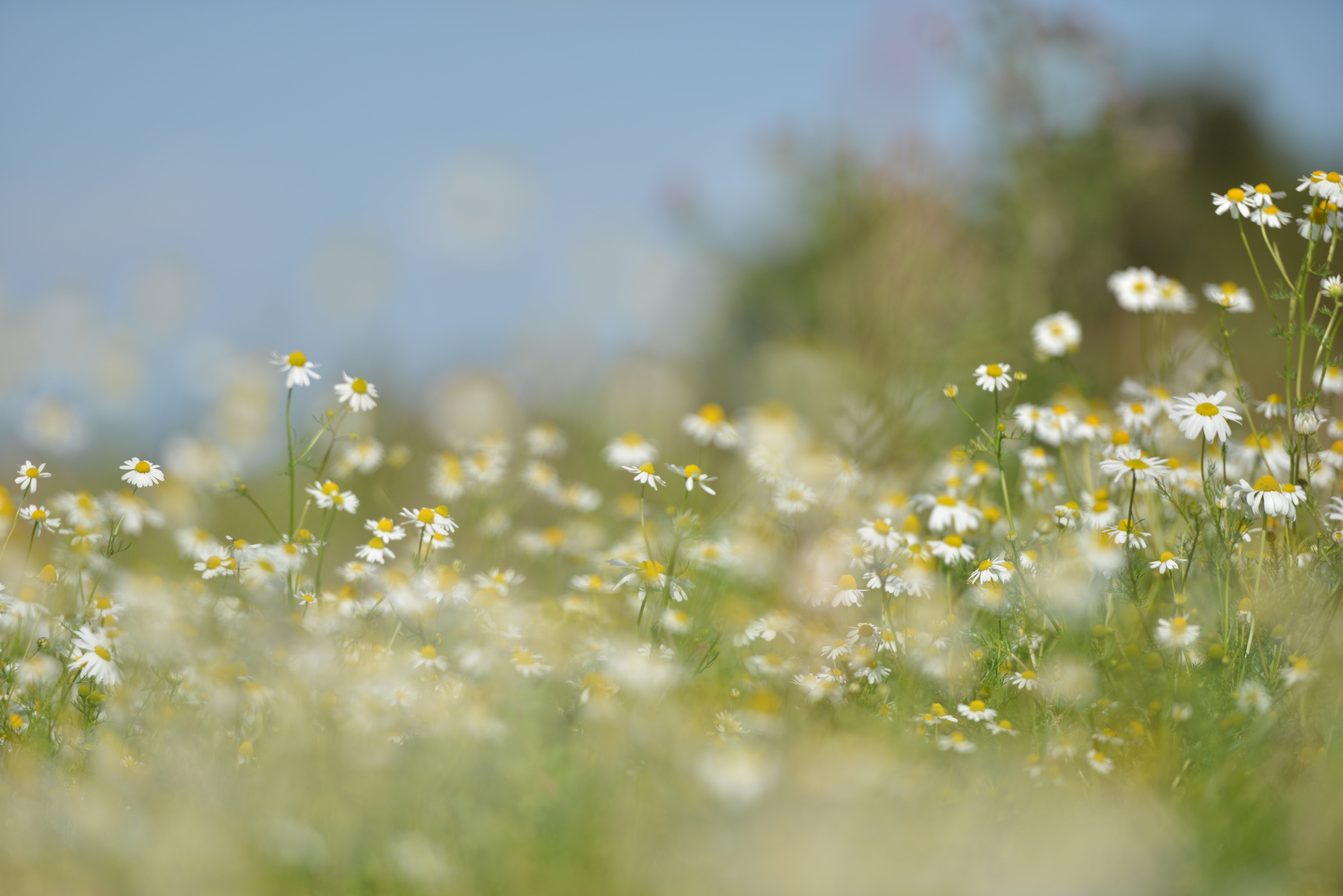 white baby s breath flowers nature grass lawns plant flowering 2k 4k 5k