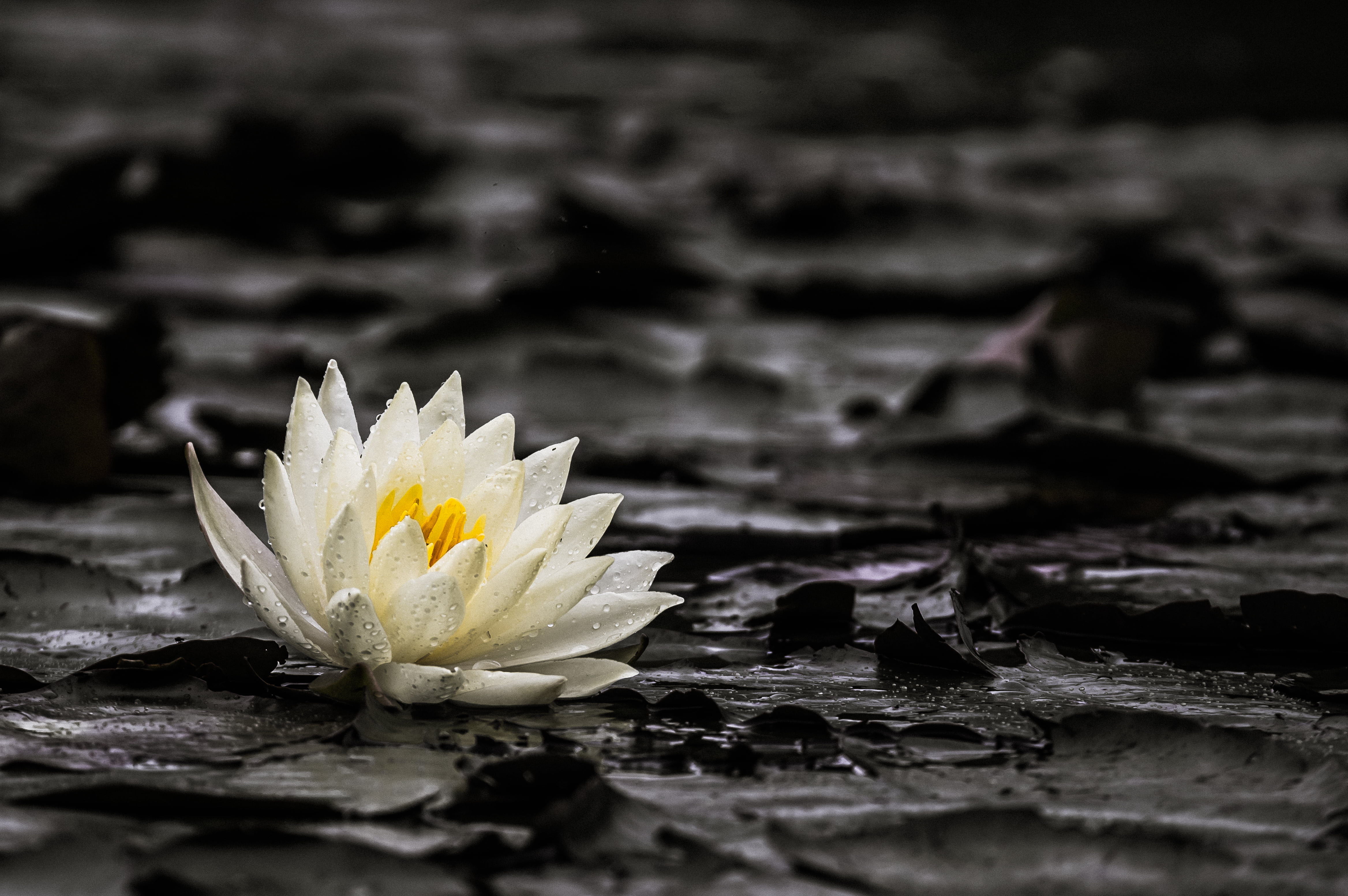 white petaled flower floating on water lily 2k 4k 5k