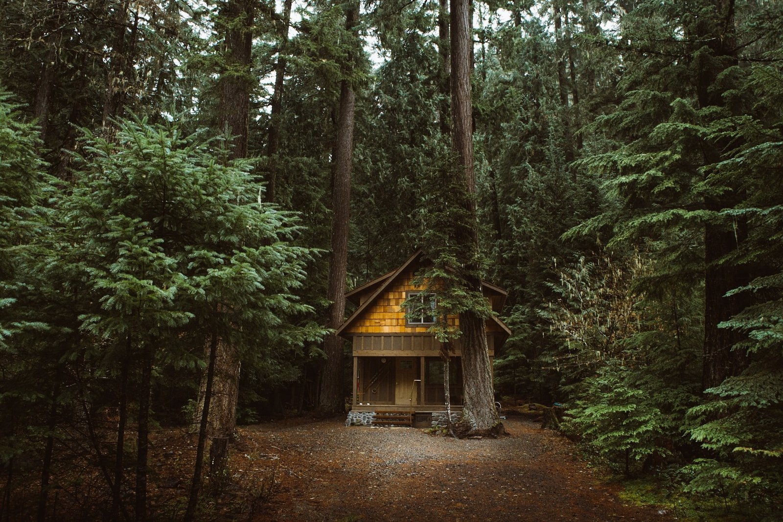 brown wooden cabin forest nature tree plant land built structure 2k