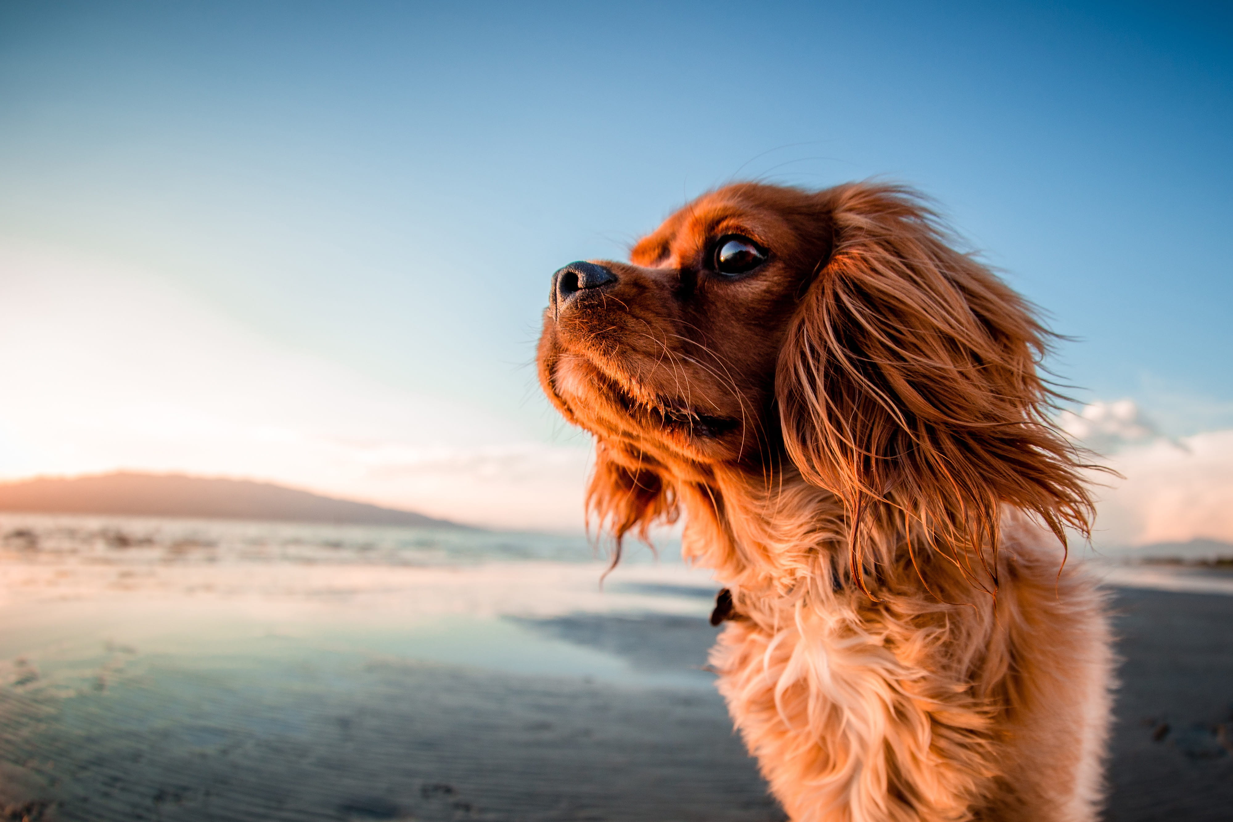 Closeup shot of a dog on the beach nature animal animals dogs 2k 4k