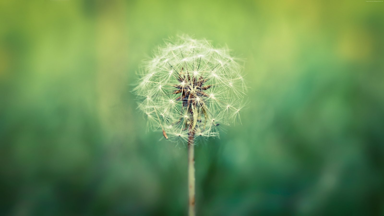 Dandelion macro flowers 2k 4k 5k