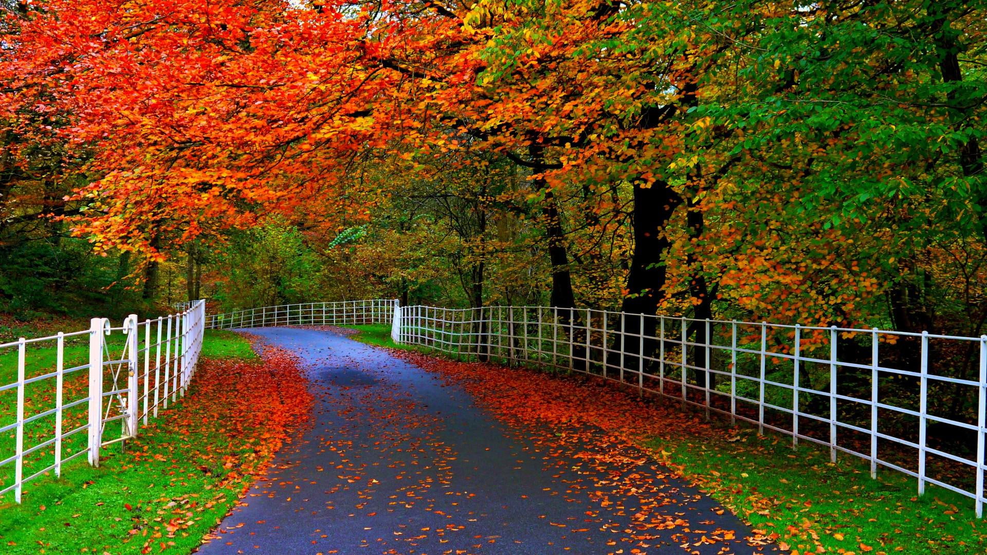 Forests parks trees leaves roads fences natural beauty of autumn 2k