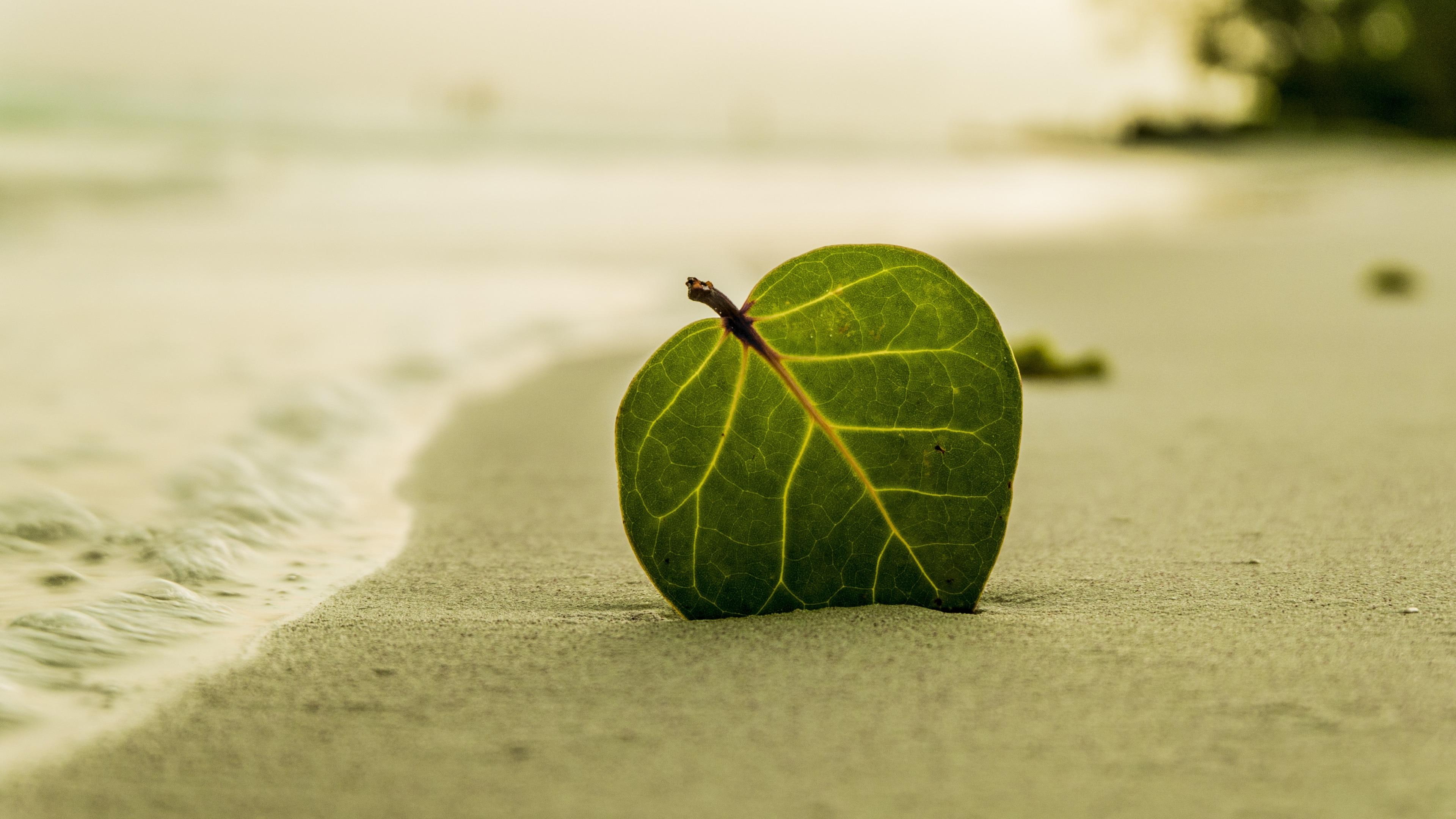 leaf beach sand coast shore green sandy still life photography 2k 4k