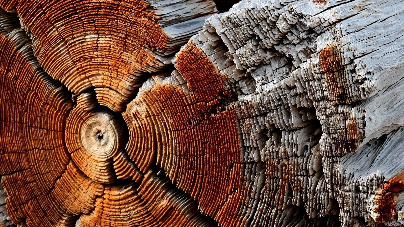 Nature Wooden Surface Wood Texture Pattern Trees Circle Dry Dead 2k