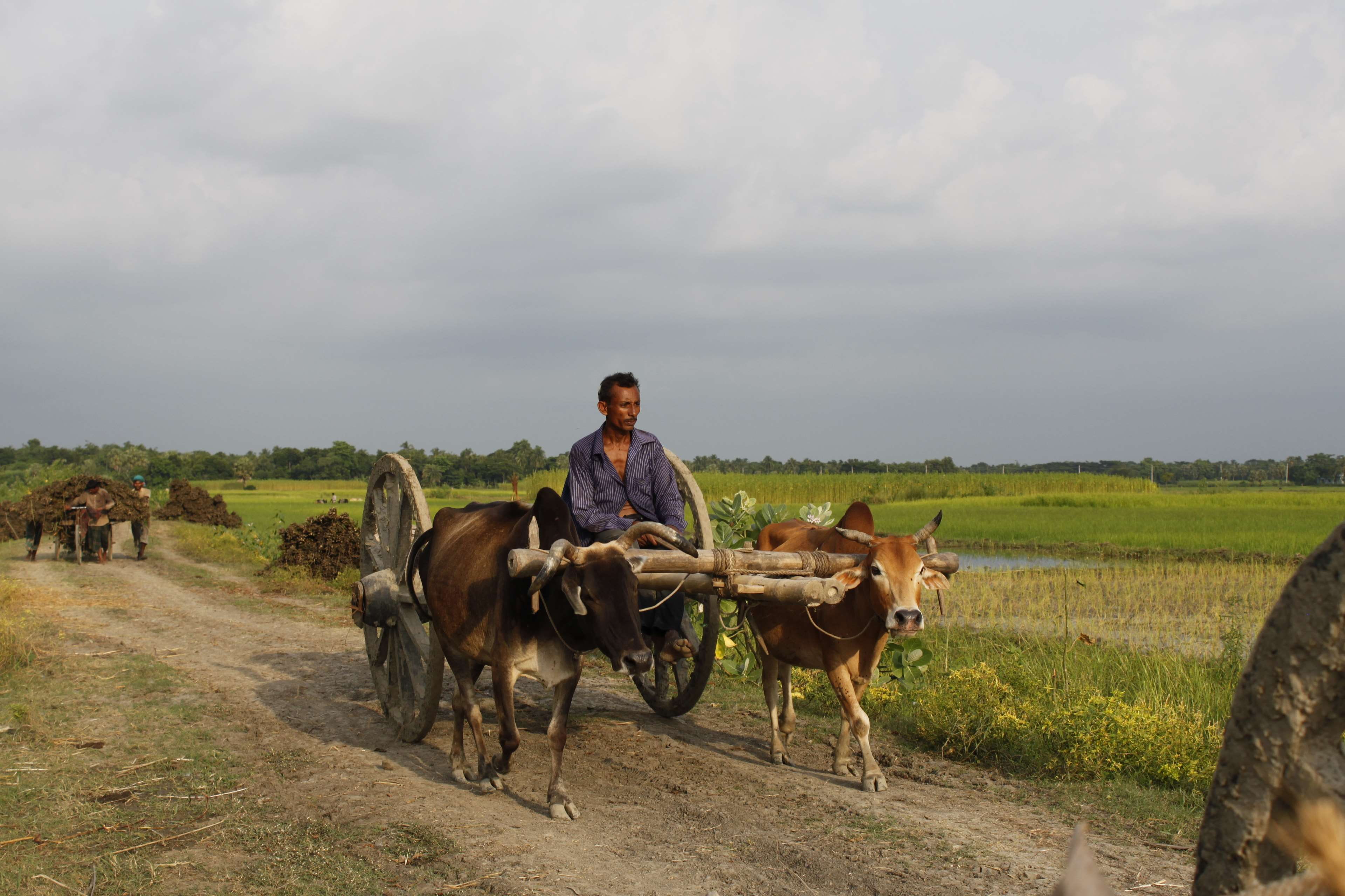 bangladesh canal cowvan fisherman flower nature paddy rice 2k 4k