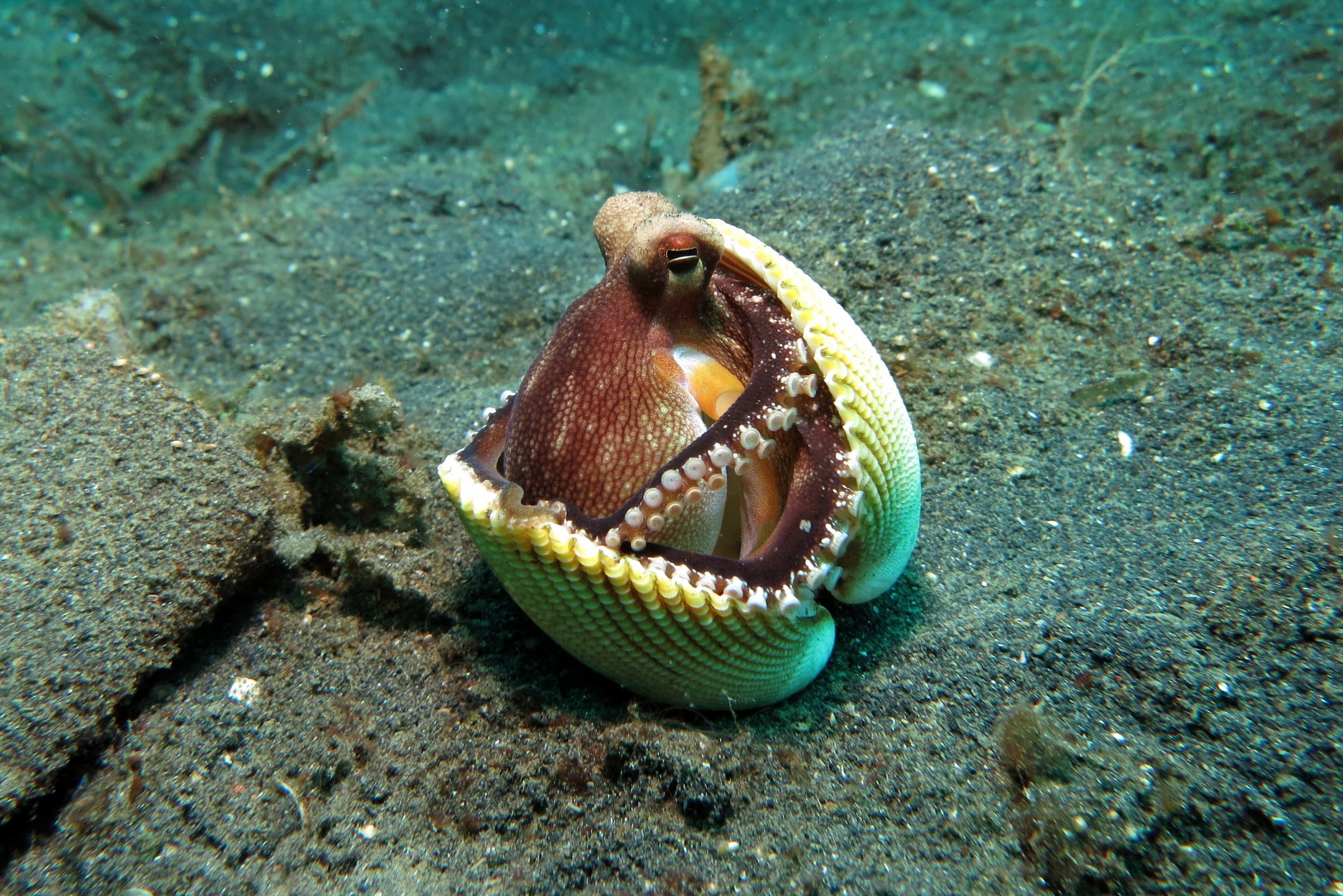 brown octopus hiding under yellow clam shell closeup photo green 2k