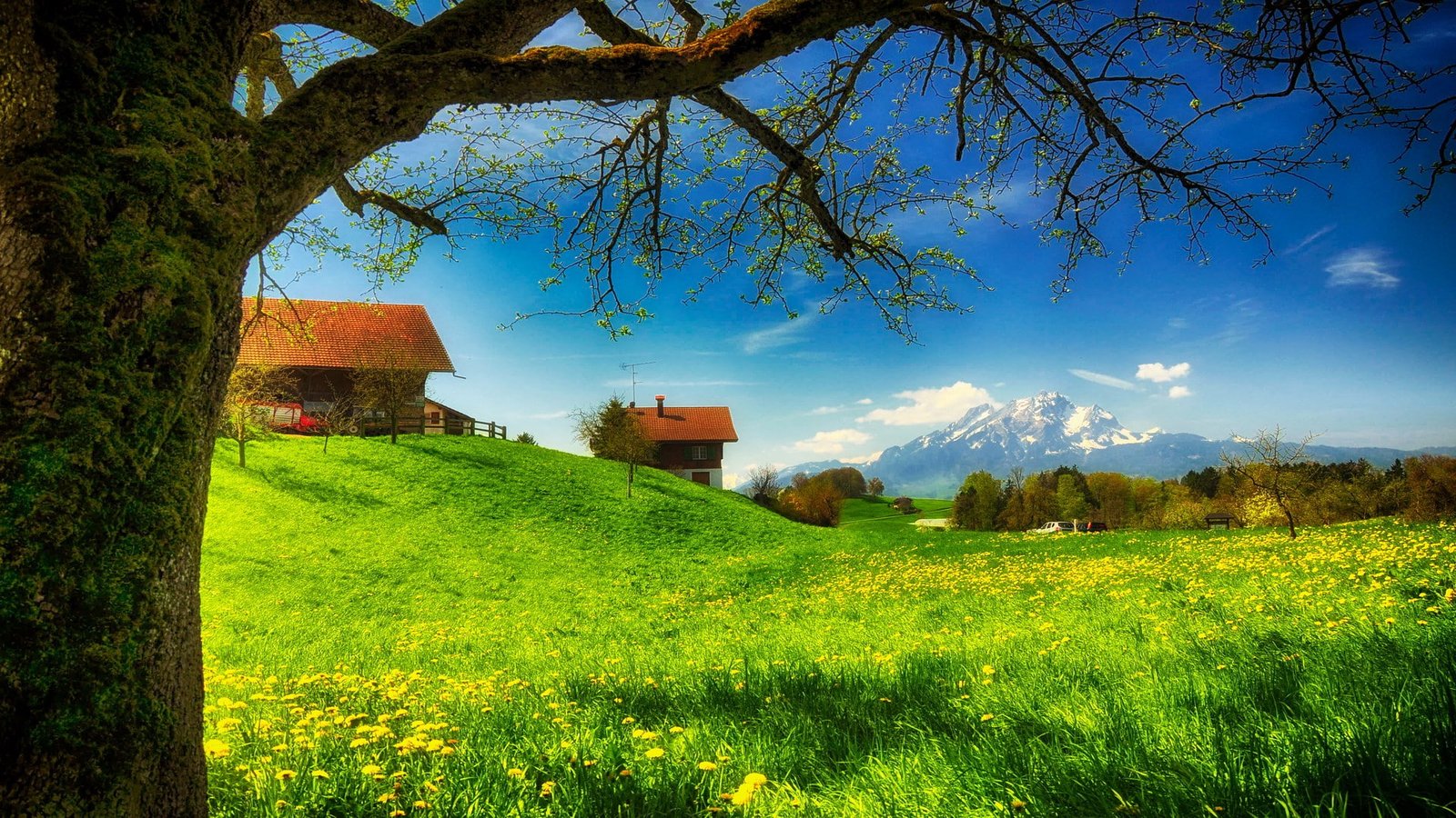 hd image of nature for pc plant tree built structure 2k