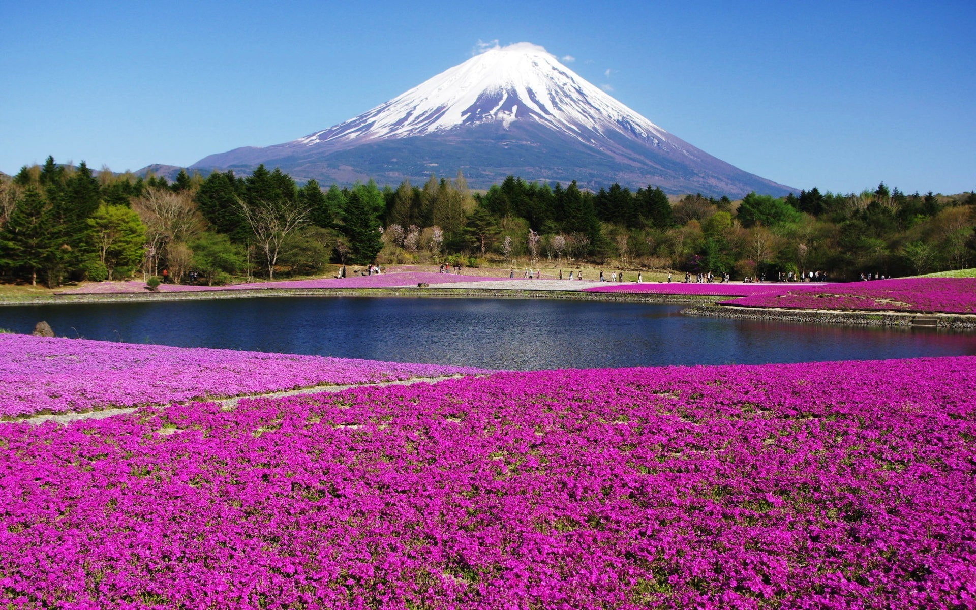 Honshu Island Japan HD Scenery Wallpaper purple flowers beauty in nature 2k