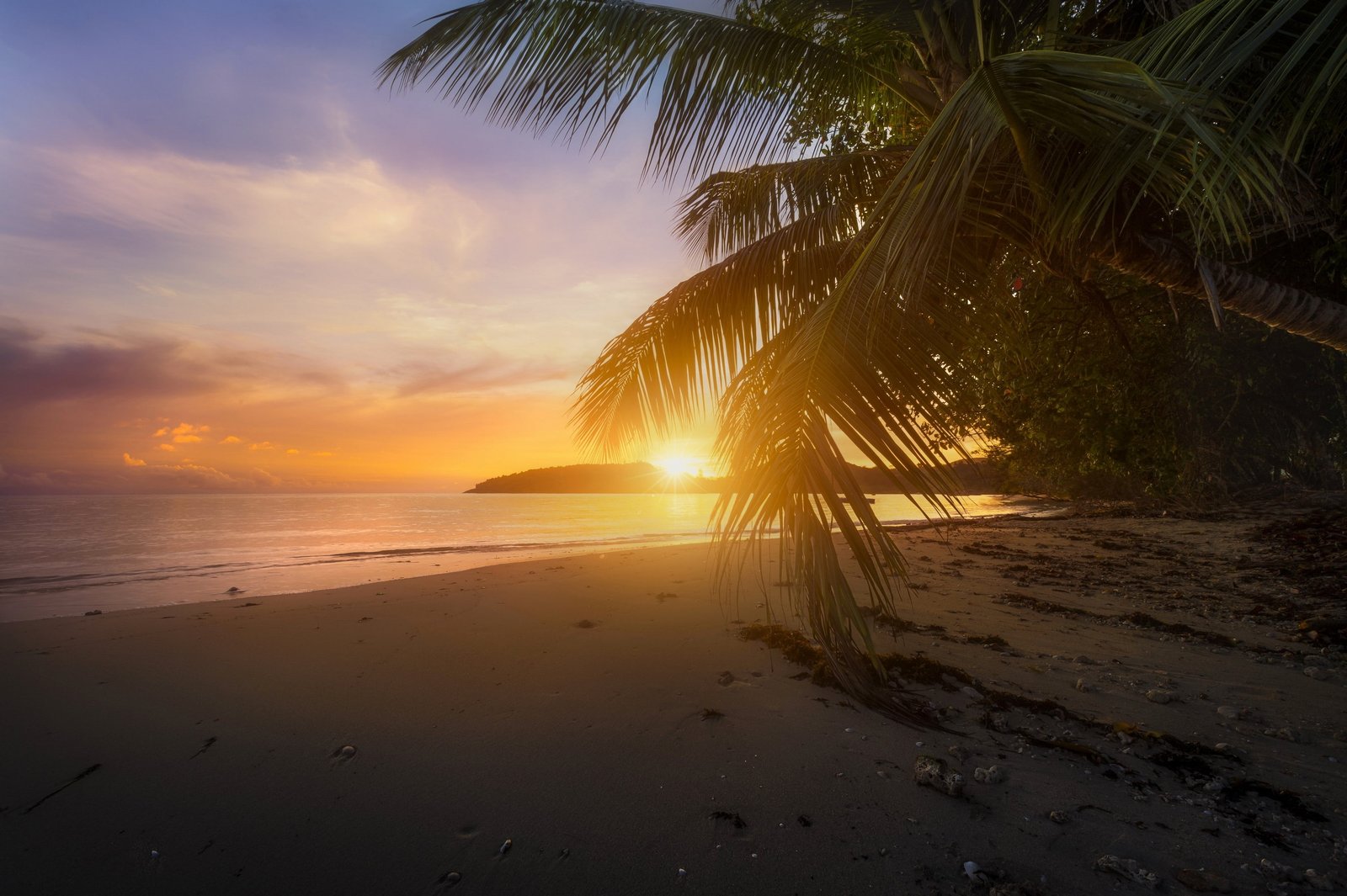 mist beach Sun palm trees sky water land sunset sea 2k