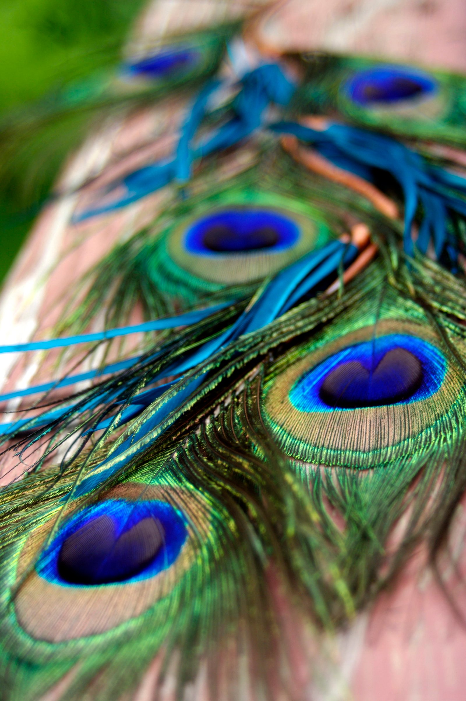 peacock feather feathers green blue teal 2k