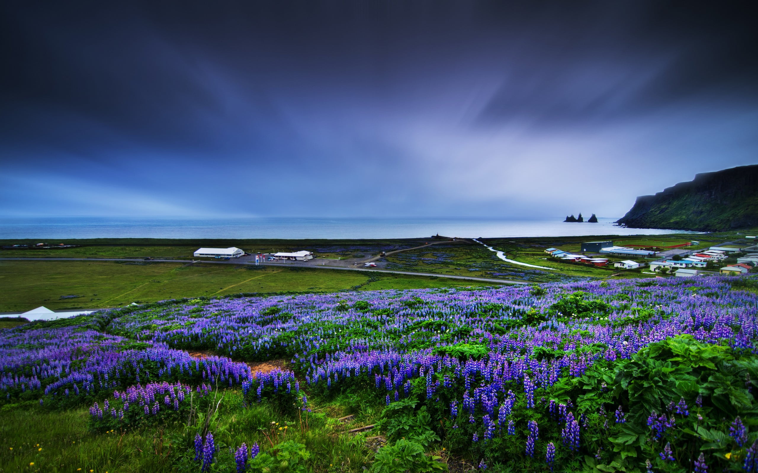 purple flower field nature coast flowers landscape muscari 2k