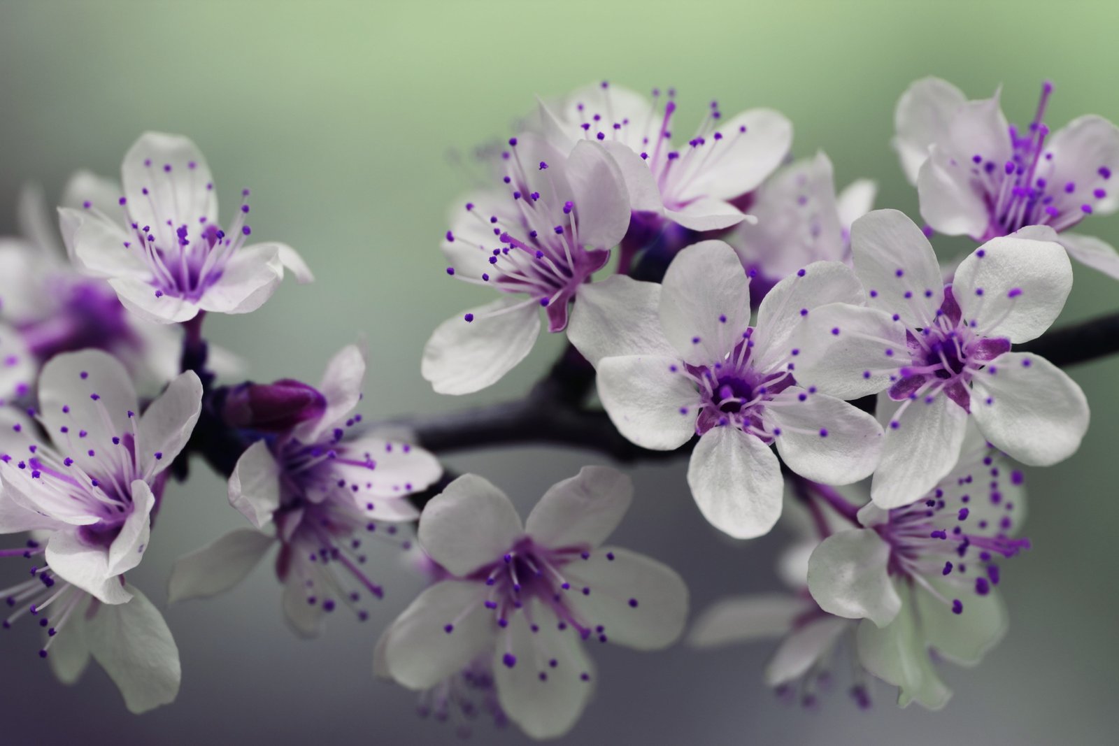 White and Purple Petal Flower Focus Photography beautiful bloom 2k 4k 5k