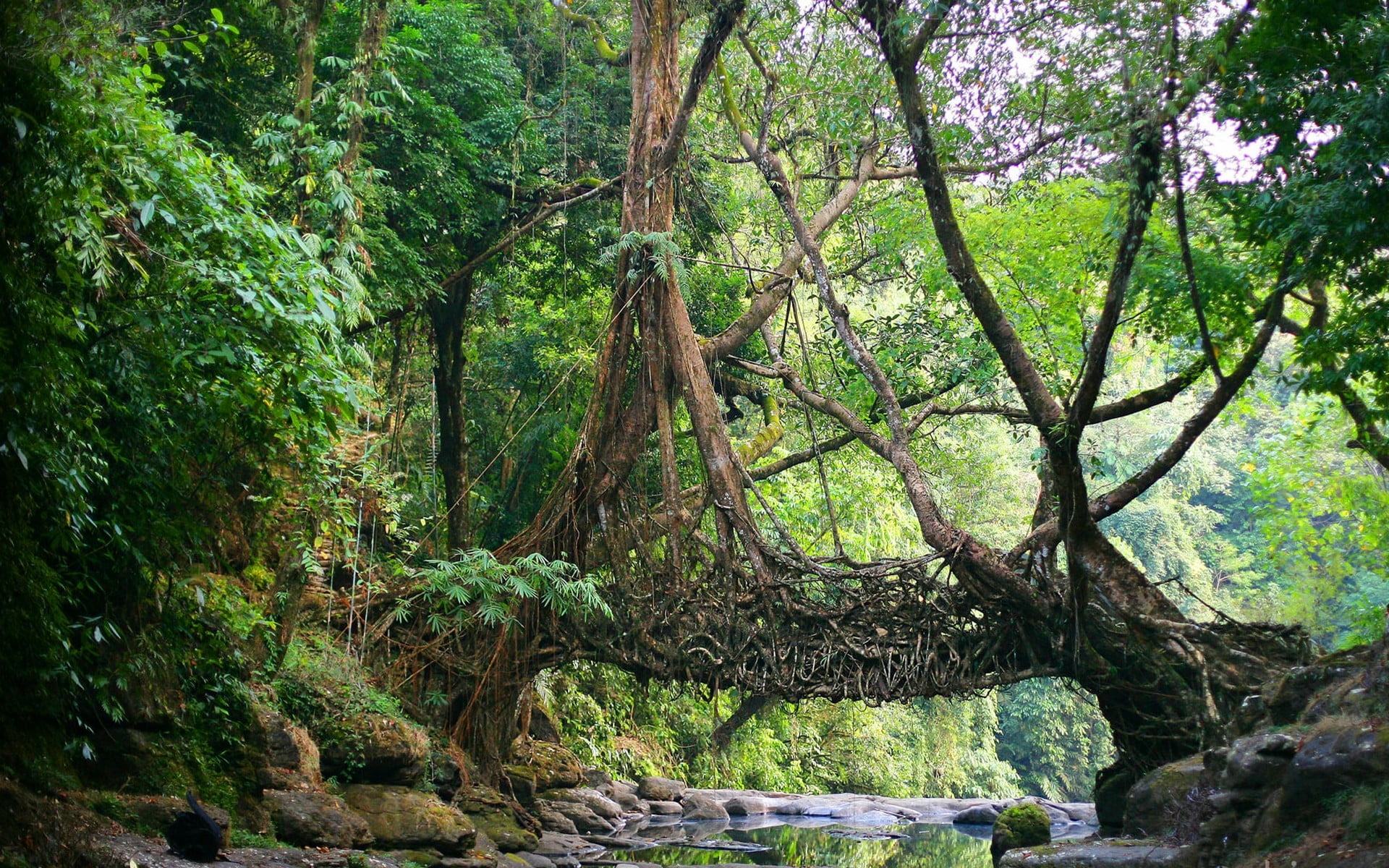 brown tree trunk nature India bridge river jungle roots 2k