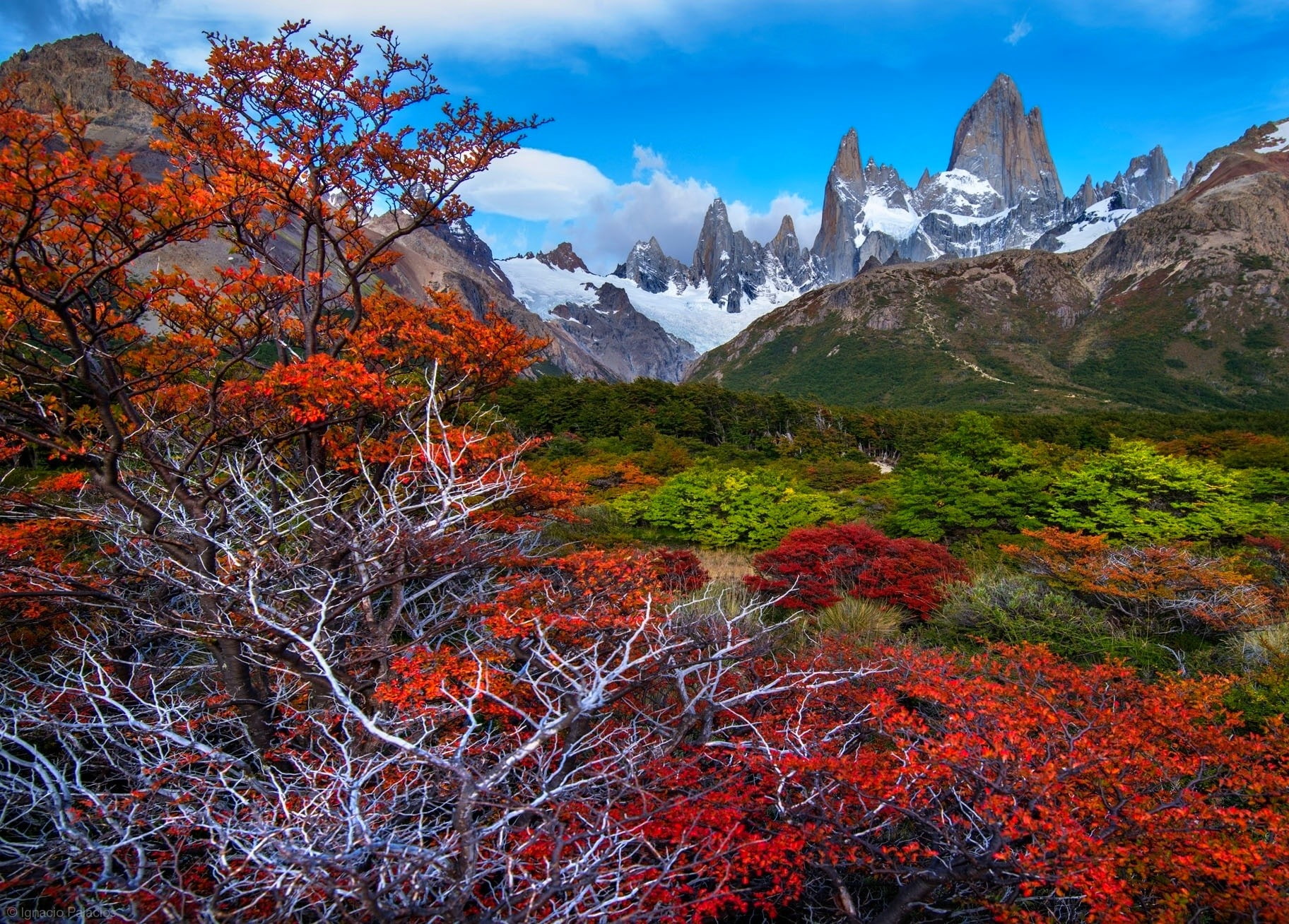 fall mountains forest Patagonia trees snowy peak Argentina 2k