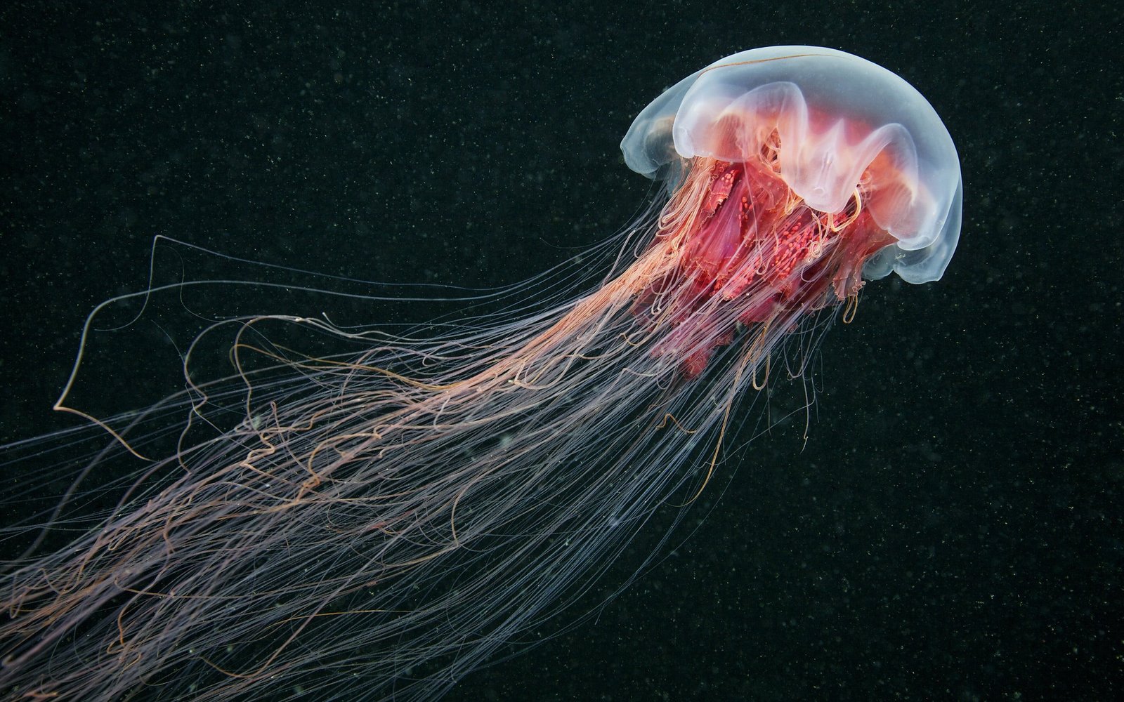 jellyfish wallpaper sea life nature animals China underwater 2k