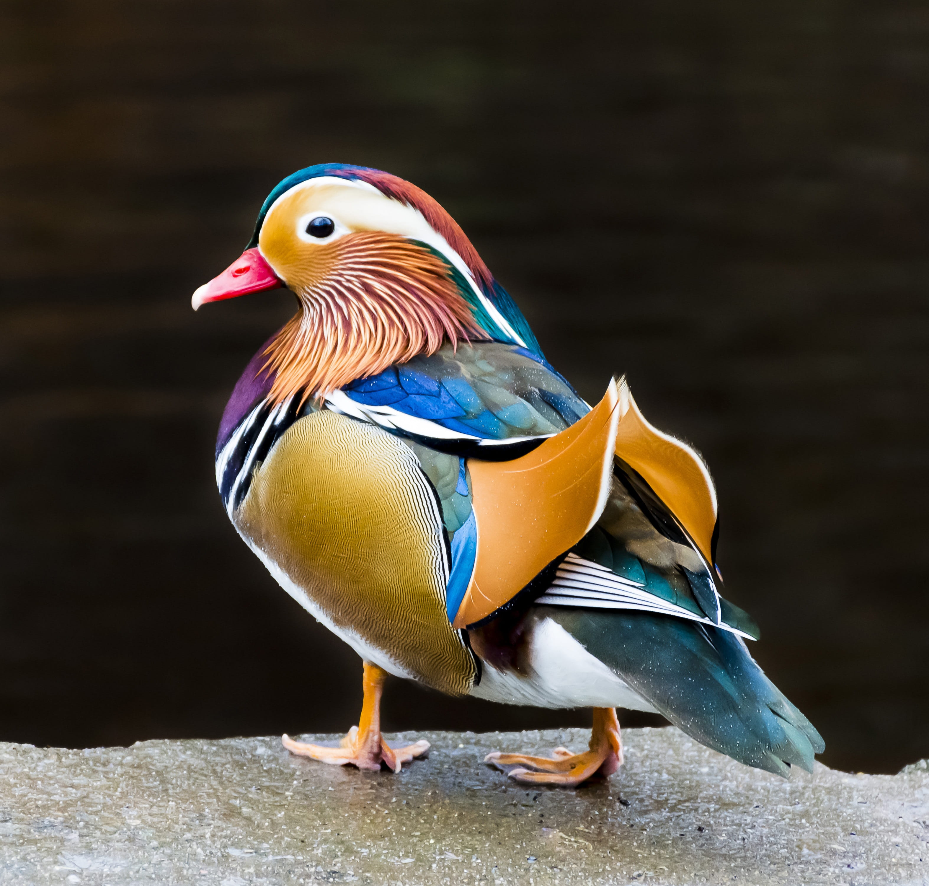 mandarin duck bird colorful plumage animal outdoor feather 2k