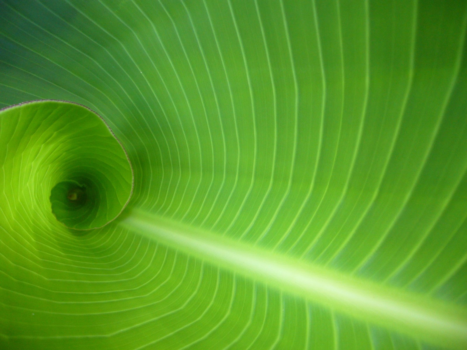 banana leaf interior nature green Color backgrounds plant 2k