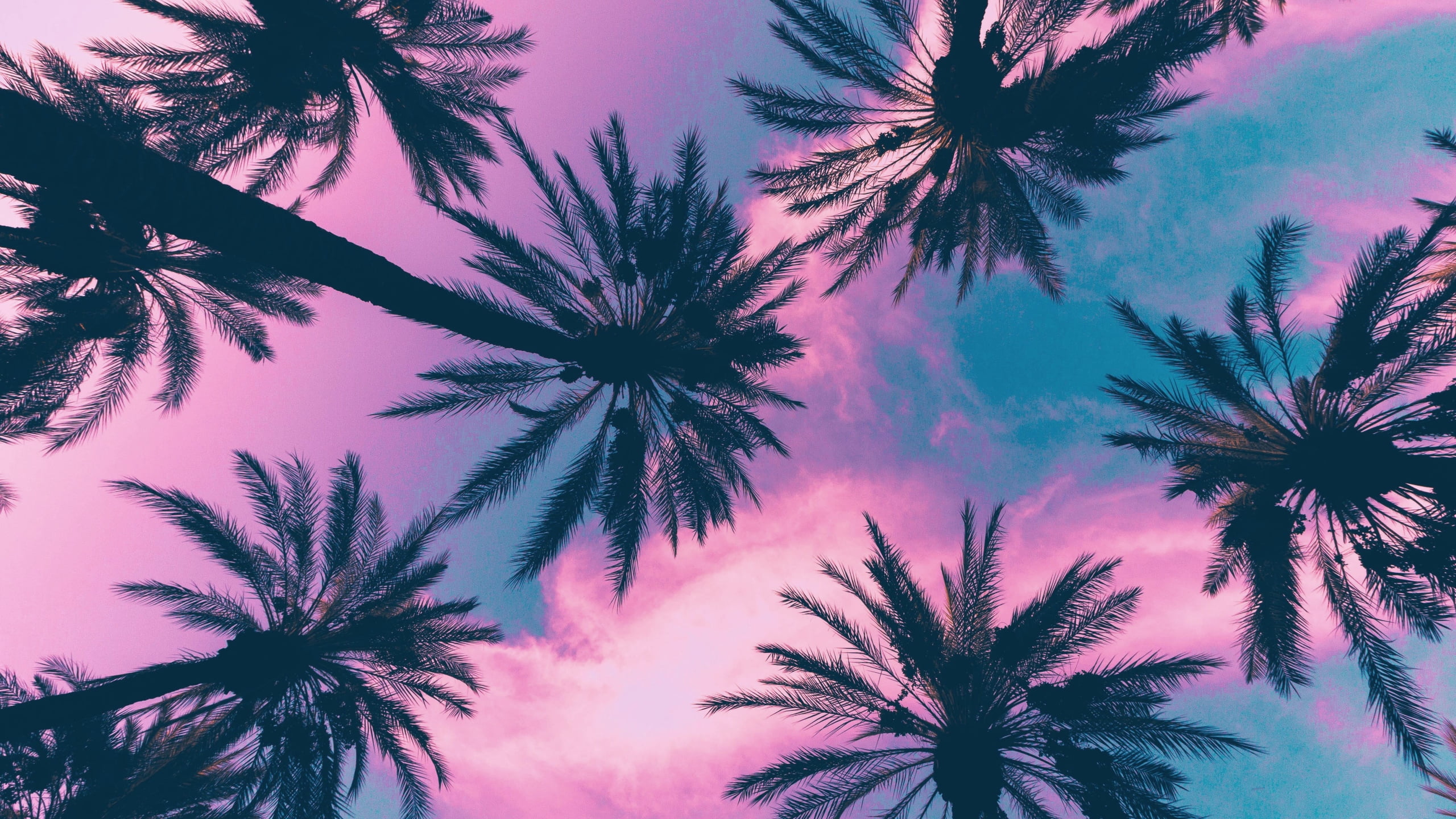 coconut plant palm trees sky clouds pink tropical climate 2k