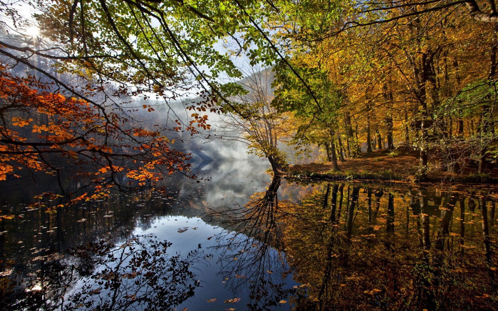 green tree and body of water nature forest lake fall trees 2k