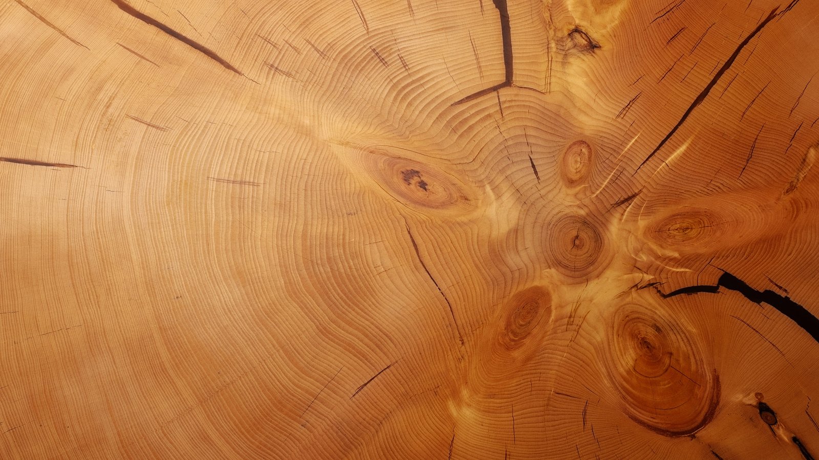 nature tree bark wood texture 2k
