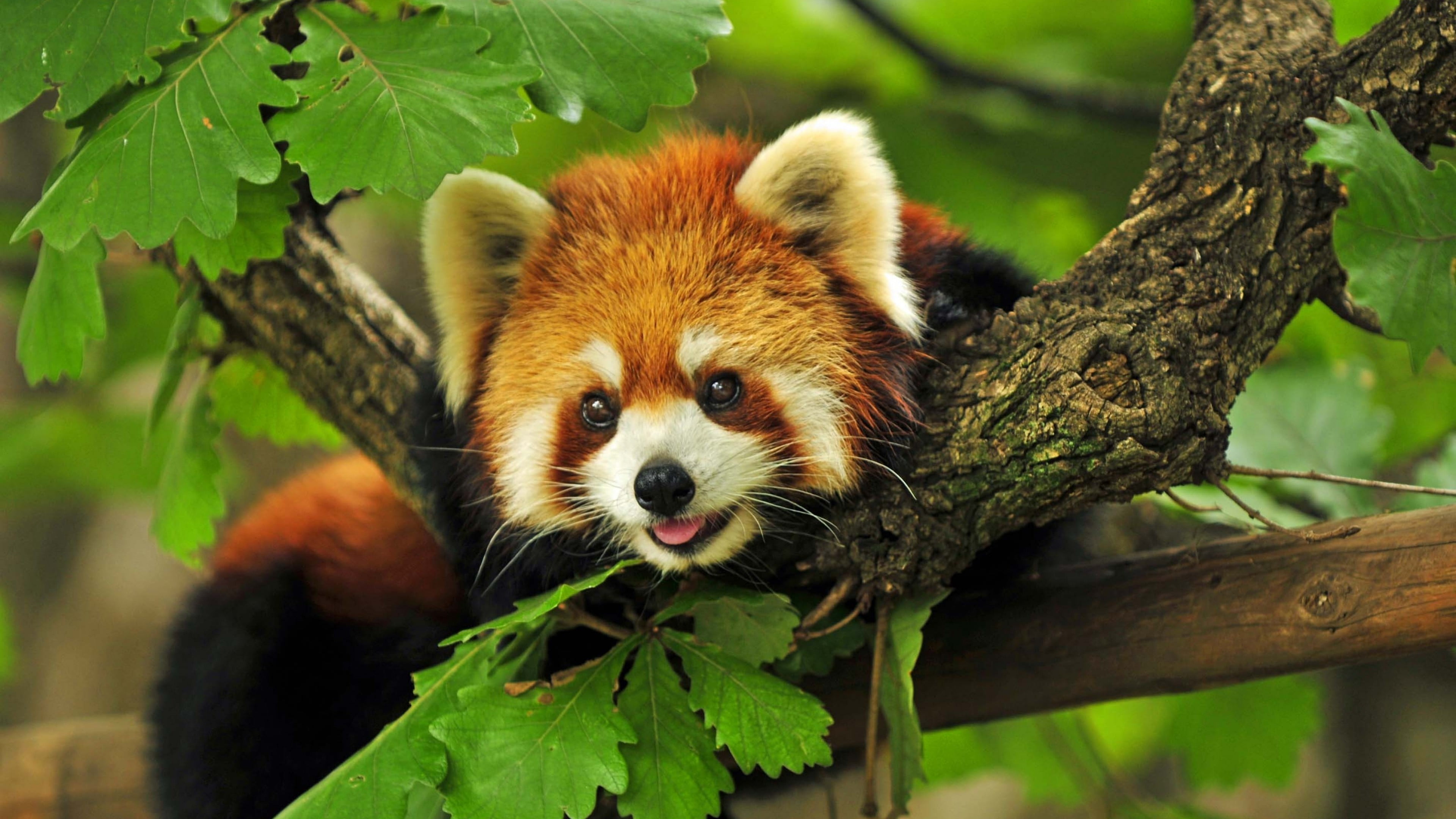 red panda nature animals Animal wildlife mammal 2k 4k