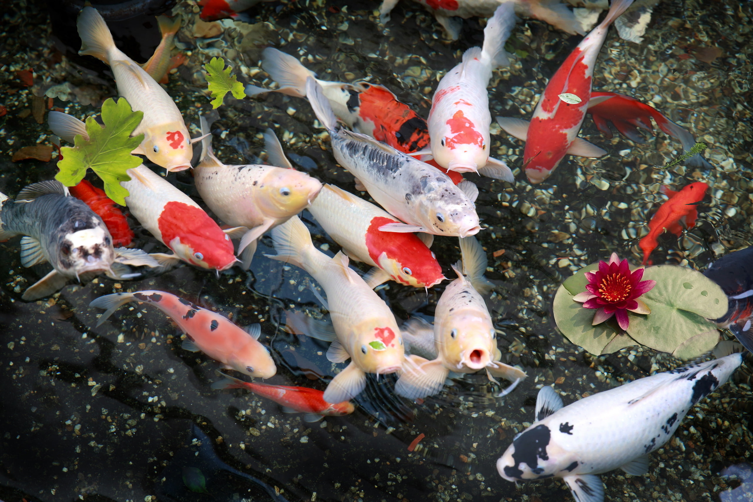 school of Koi fish nature Lily group animals vertebrate 2k