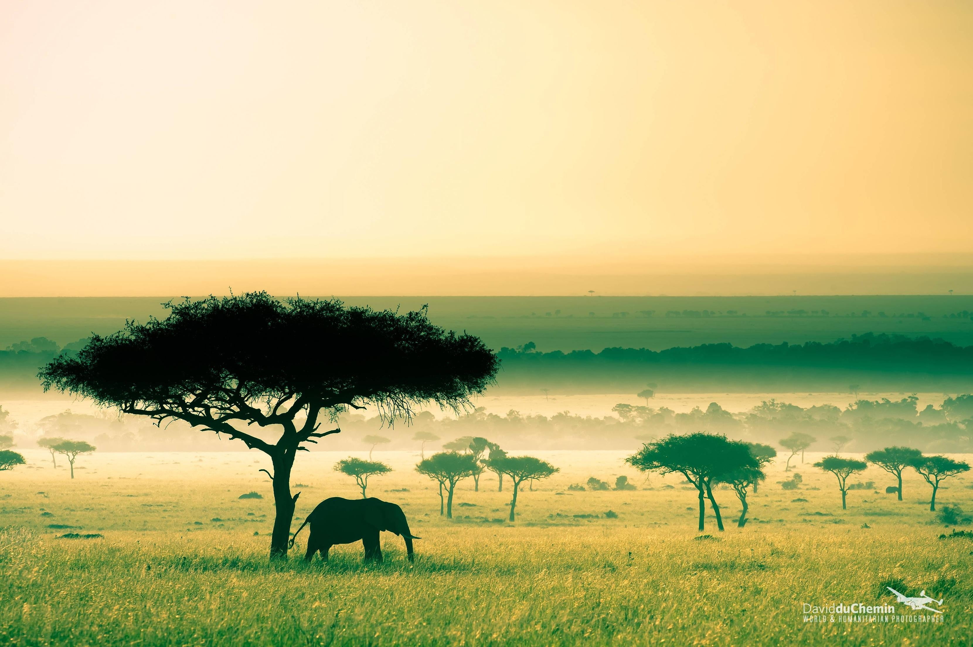 silhouette of elephant beside tree Africa Kenya savannah nature 2k