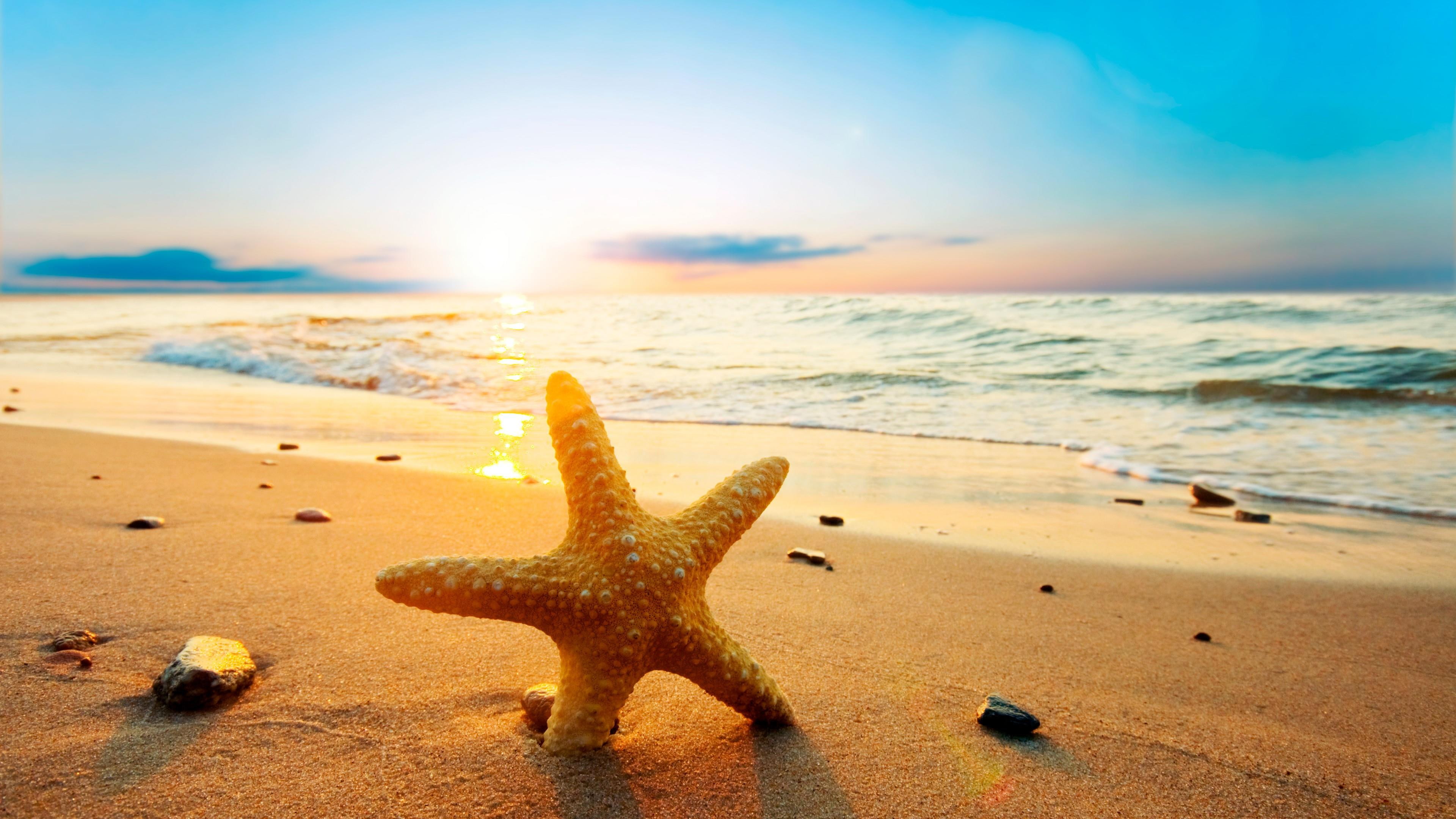starfish beach dawn summer sand sandy wave shore 2k 4k