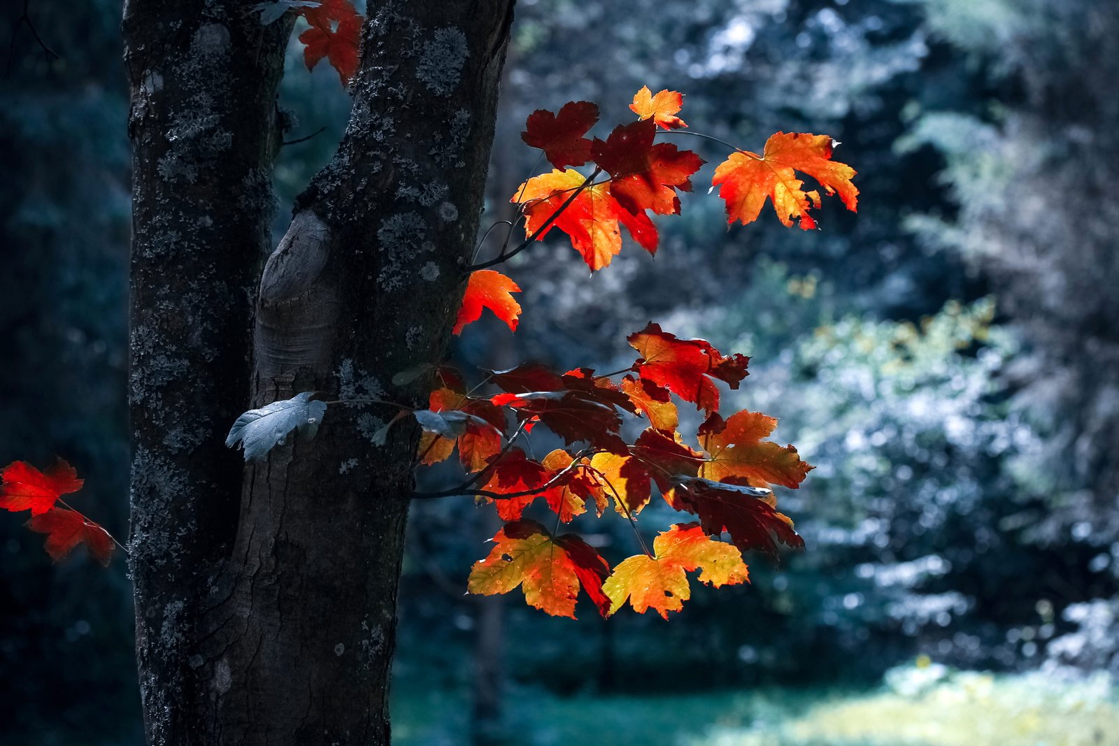 wood nature forest trees autumn leaves blur close up 2k