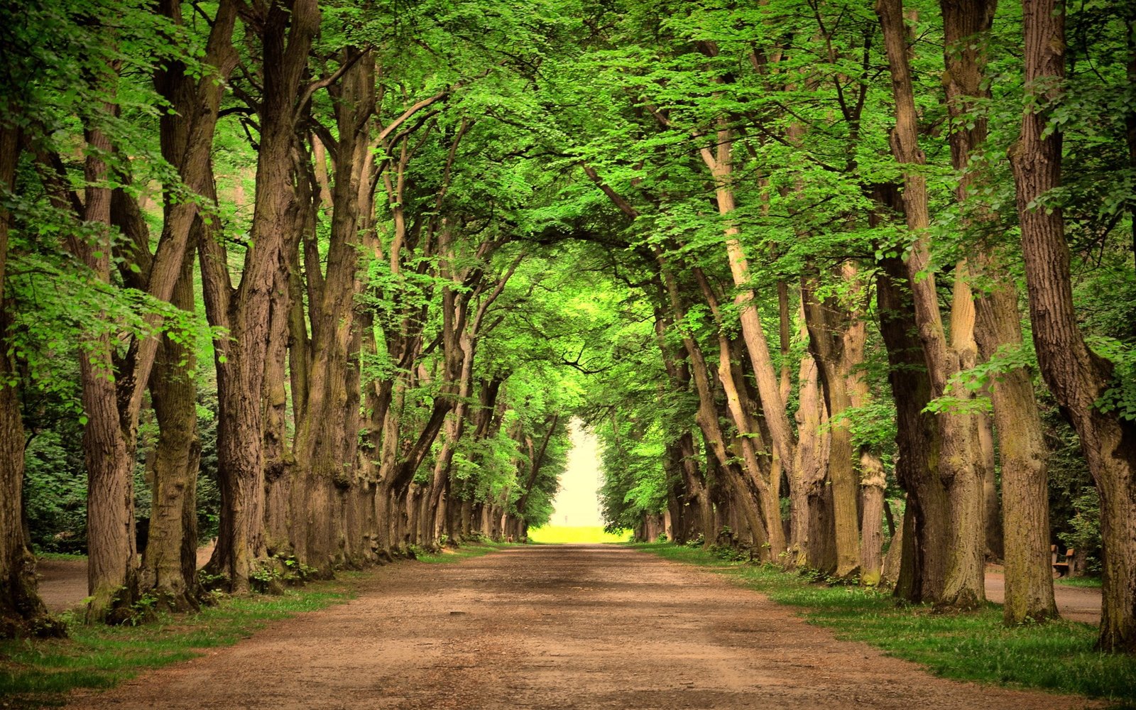 background nature image tree the way forward direction 2k