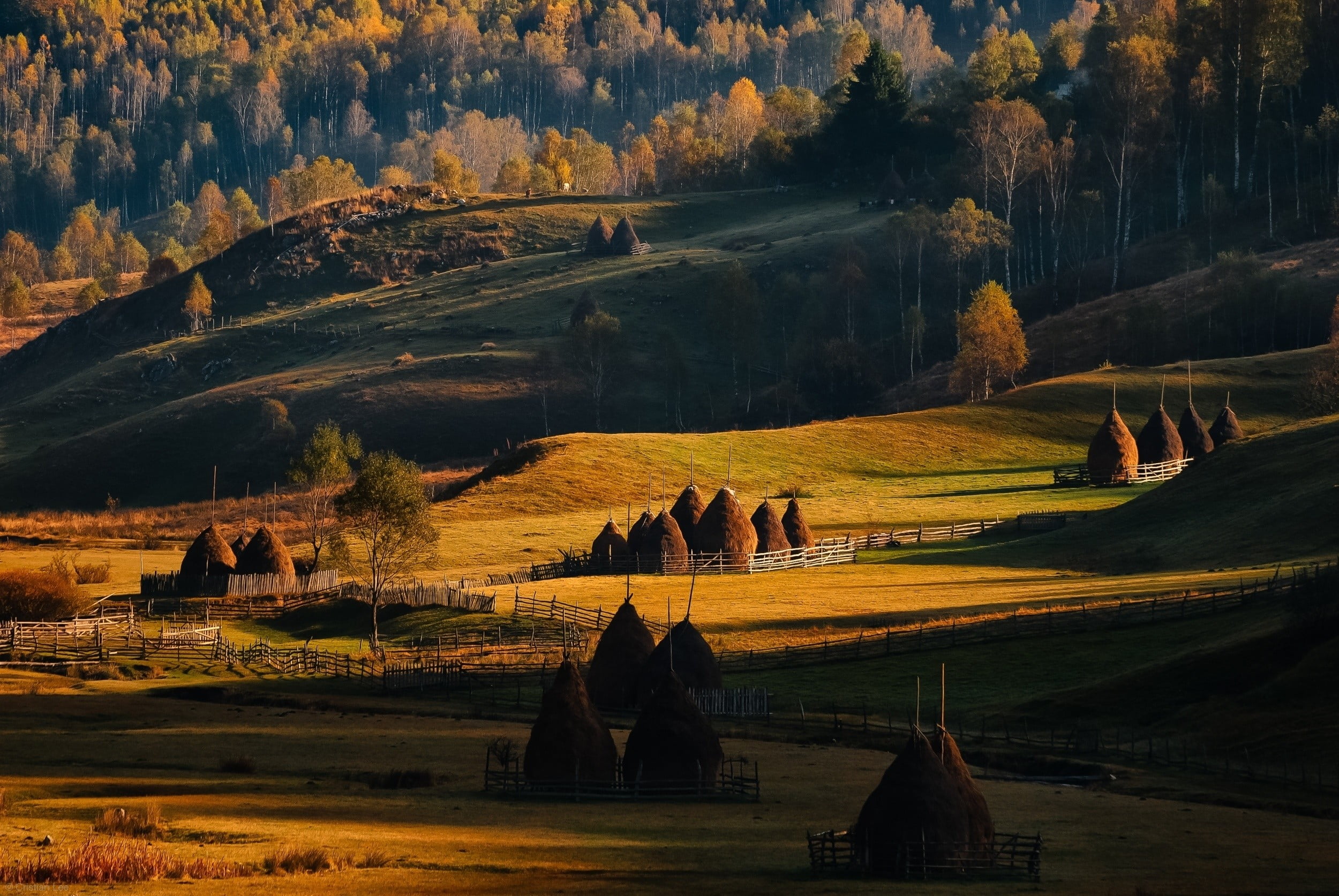 brown trees houses beside green leaf near mountain 2k
