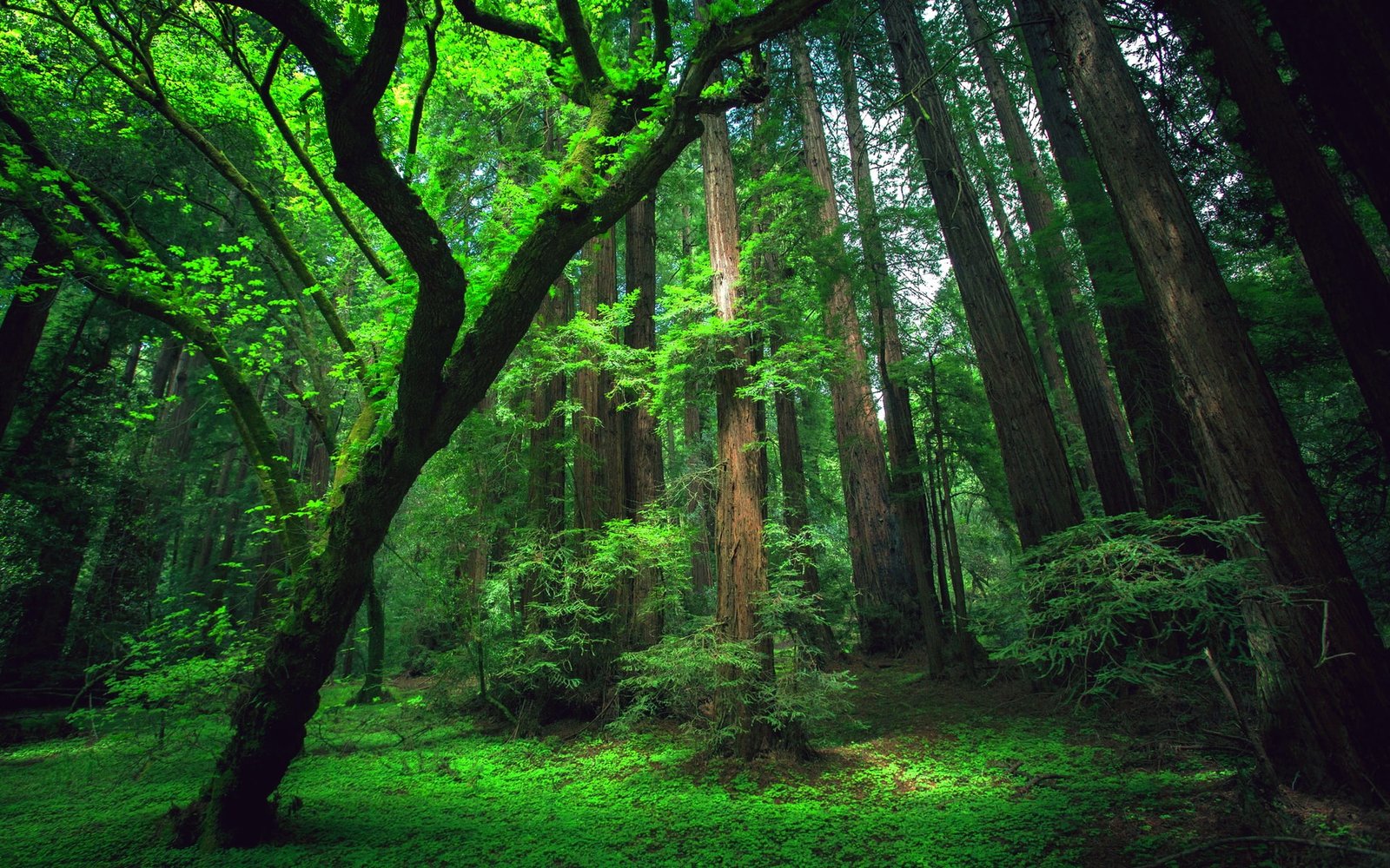forest nature rain tree 2k