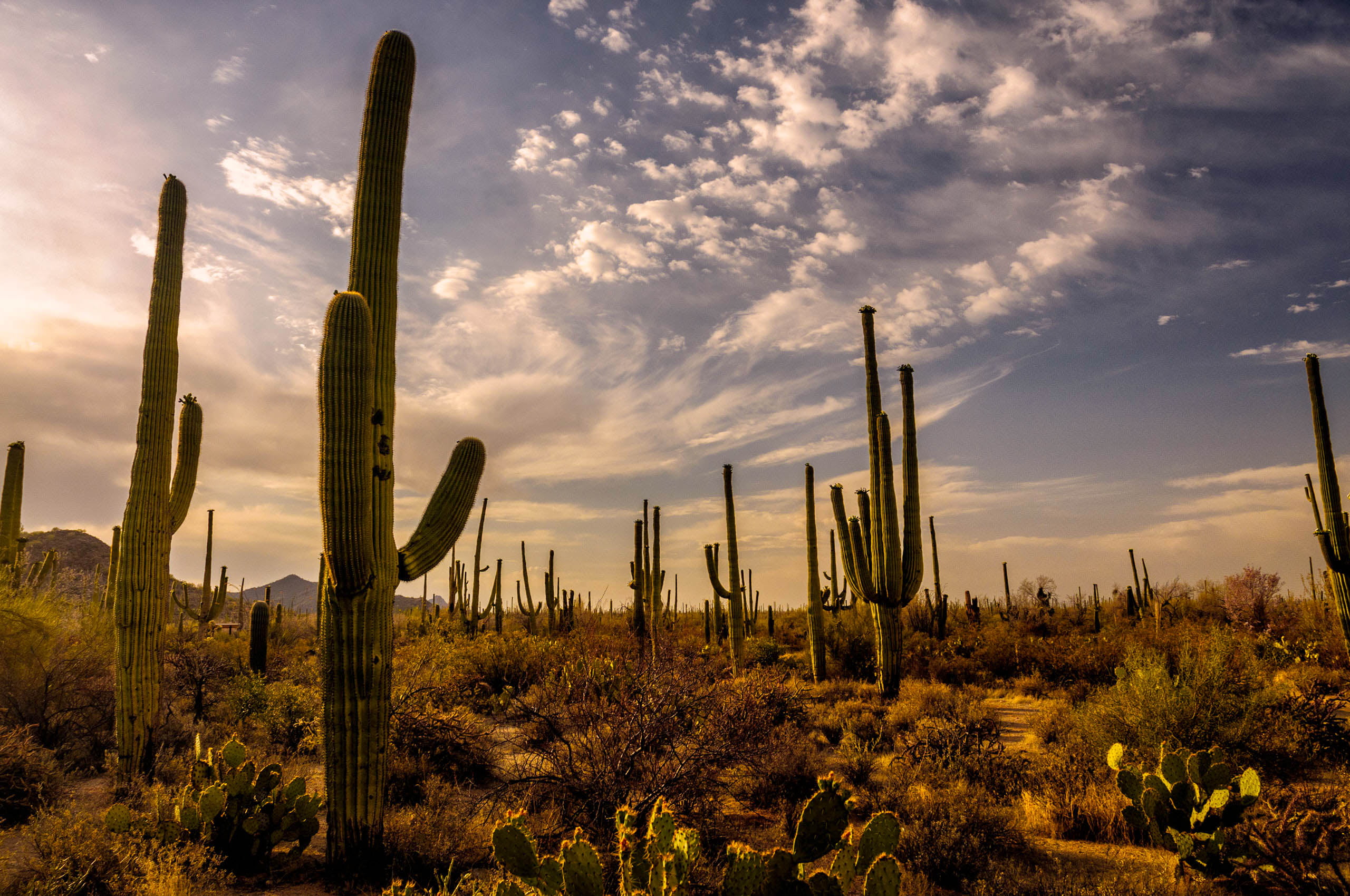 green Cactus lot surrounded by plants sonoran desert 2k