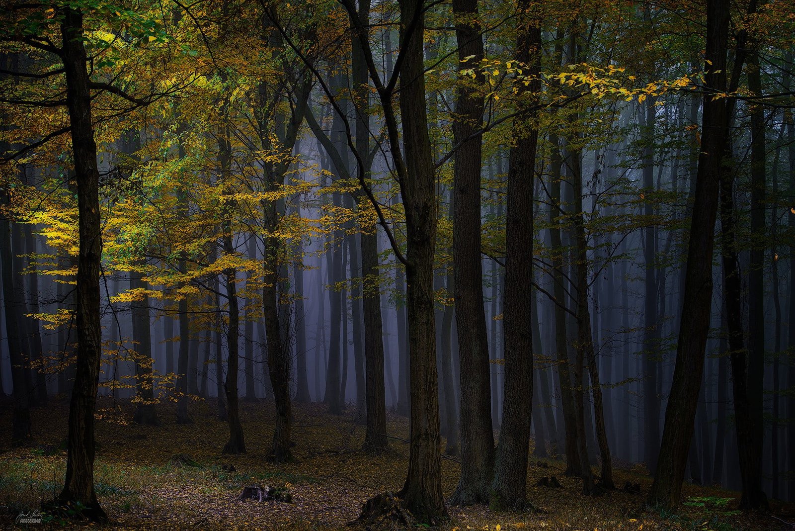 green leaf tree nature landscape photography forest dark 2k