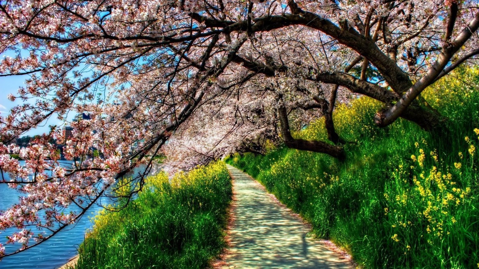 hd image of nature for pc plant tree growth beauty in 2k