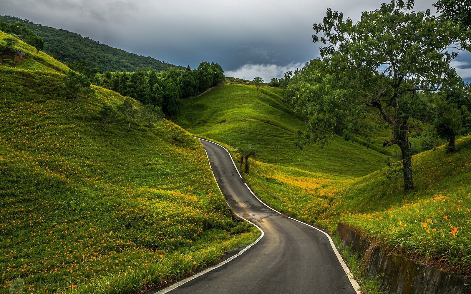 landscape road trees nature grass field hills forest 2k