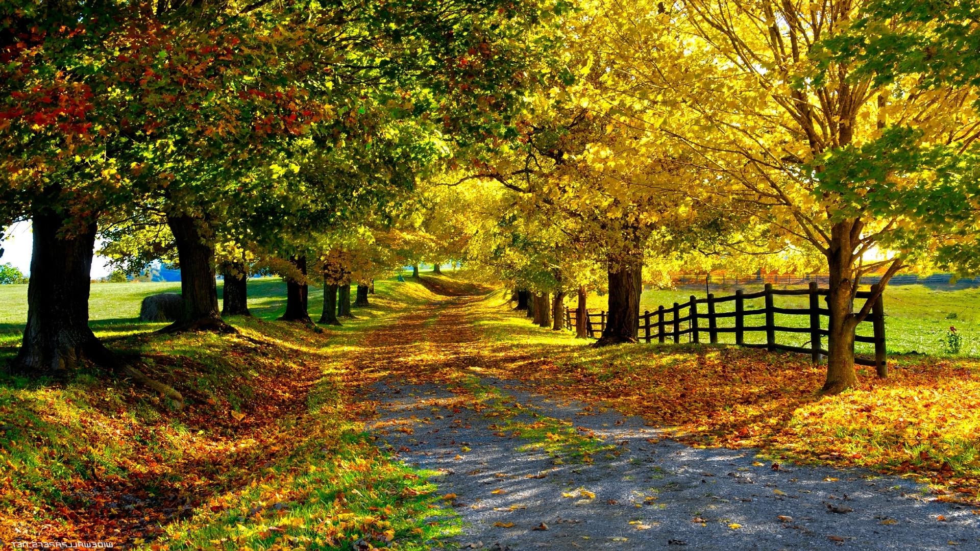 Nature tree plant autumn tranquility beauty in nature tranquil scene 2k