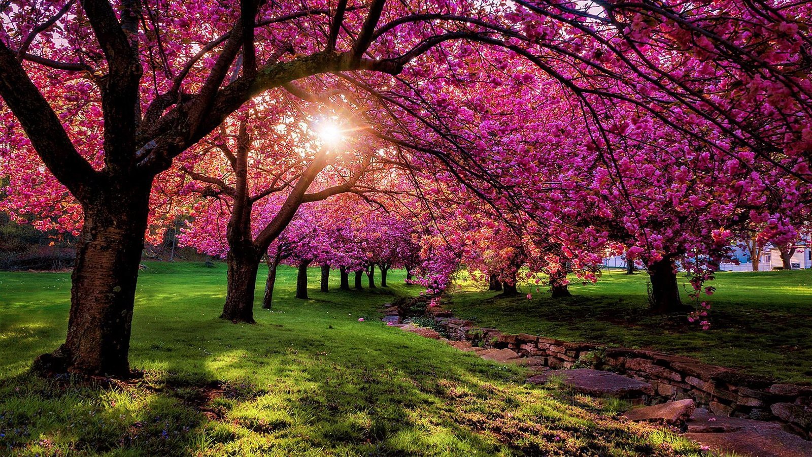 nature pink spring tree blossom plant flower purple 2k
