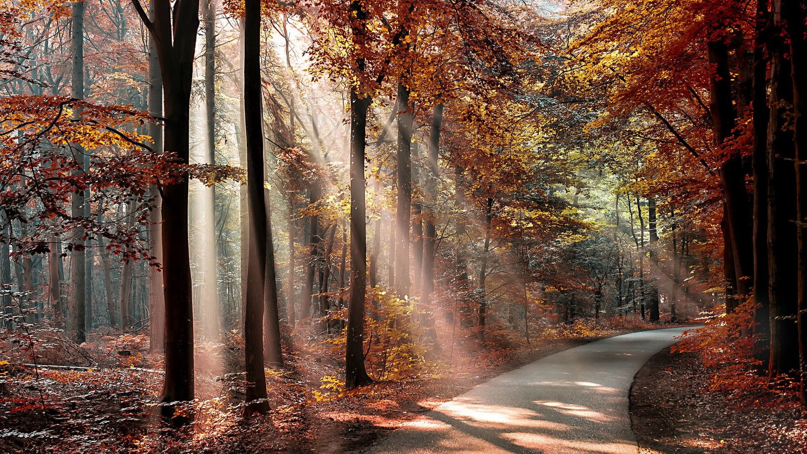 orange leaf trees nature landscape forest branch sun rays 2k