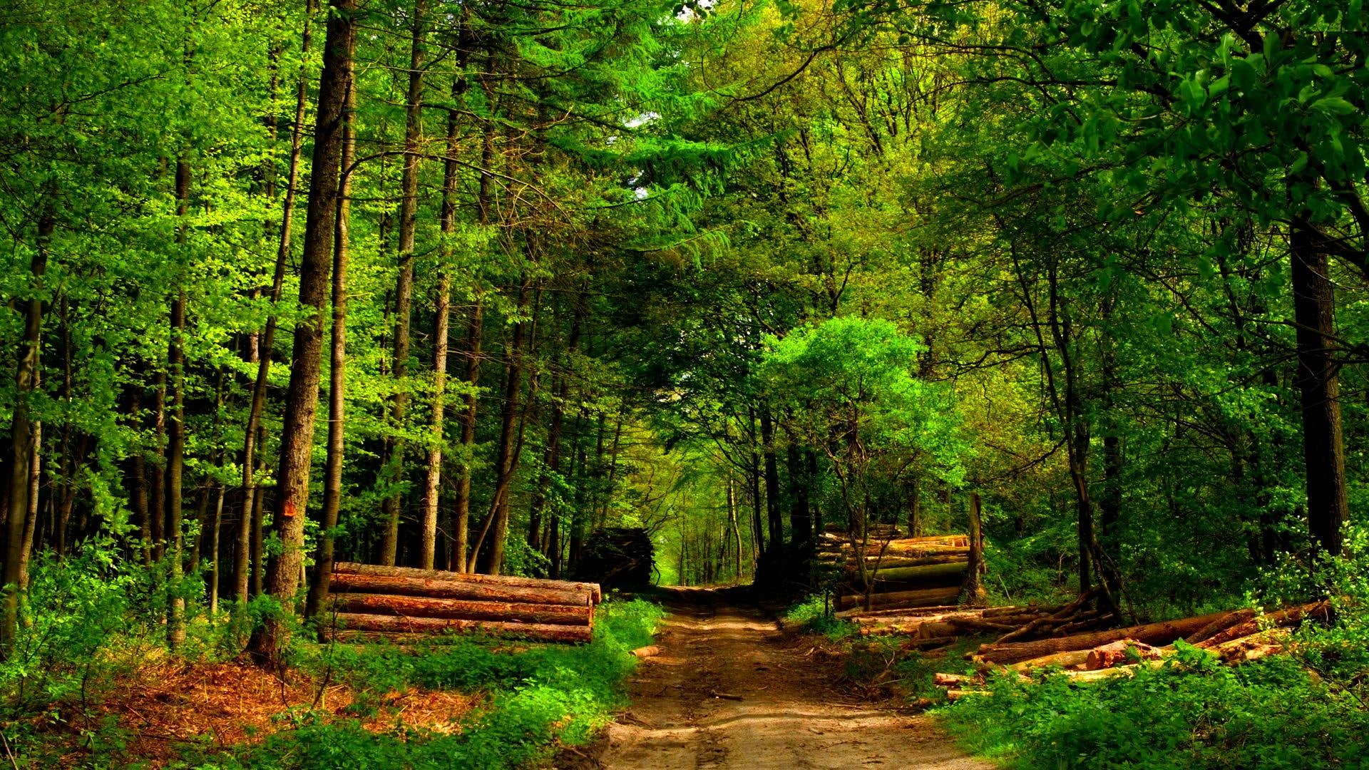 Timber Forest path logs nature and landscapes 2k