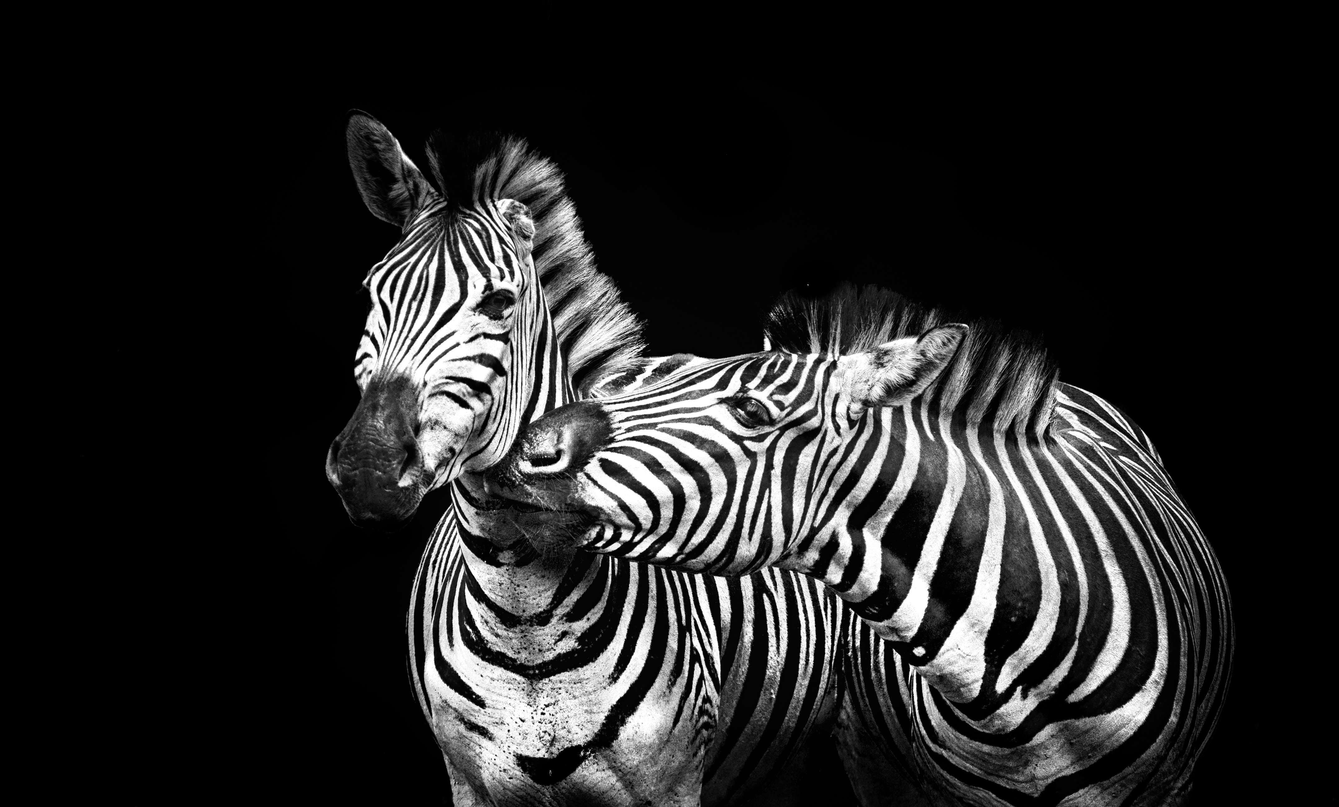 two zebra portrait zebras stripes black and white striped 2k 4k